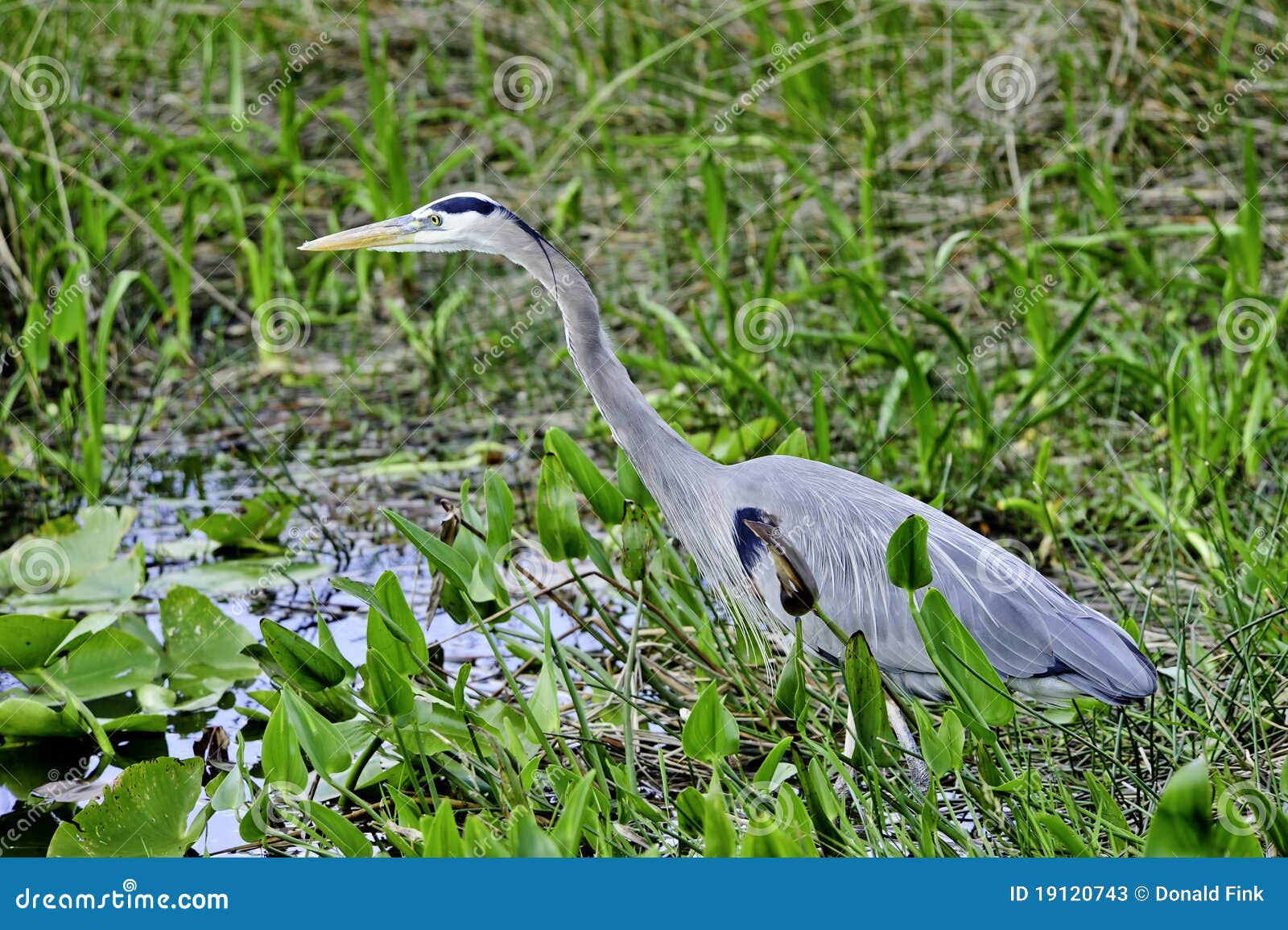 Blå heron. Blått förfölja för evergladesmatheron