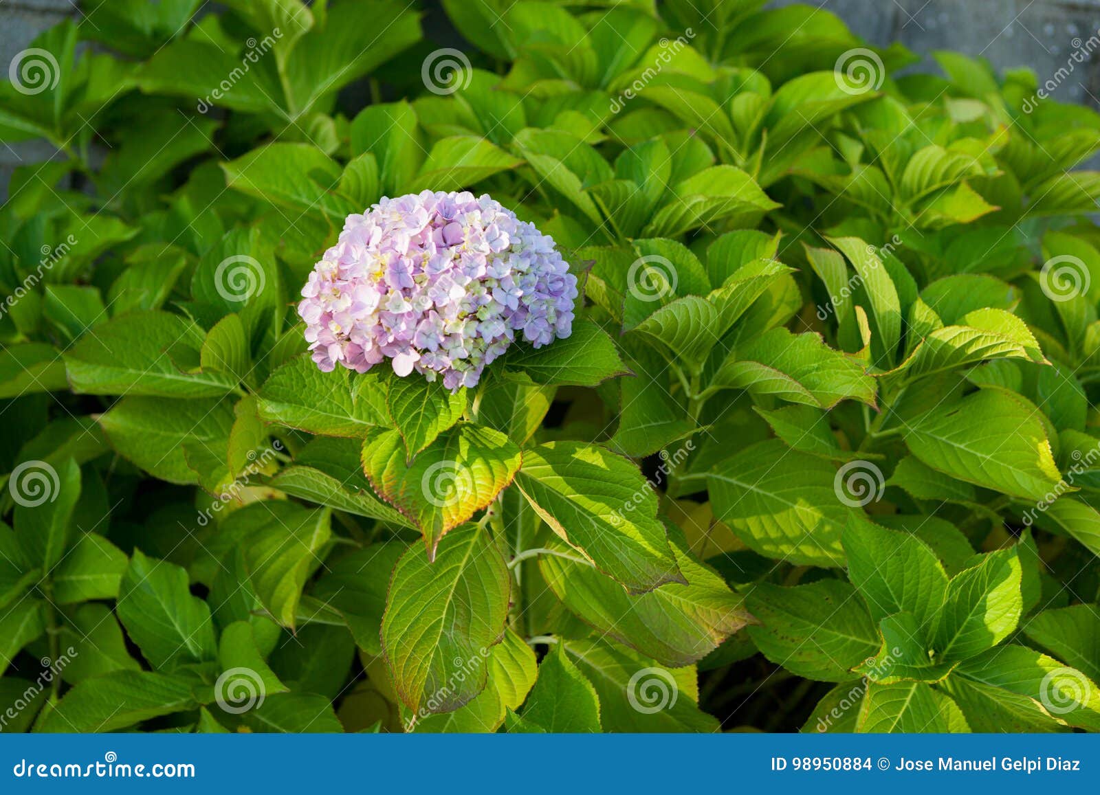Blå vanlig hortensia. Stor vanlig hortensiaväxt med blåttblomman