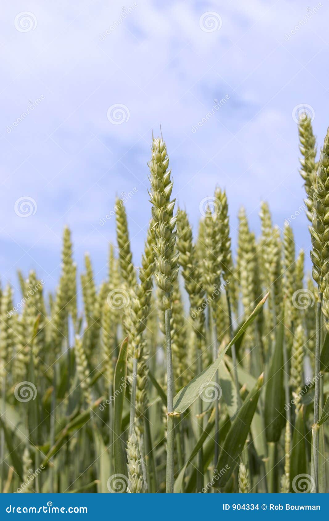 Zone de blé