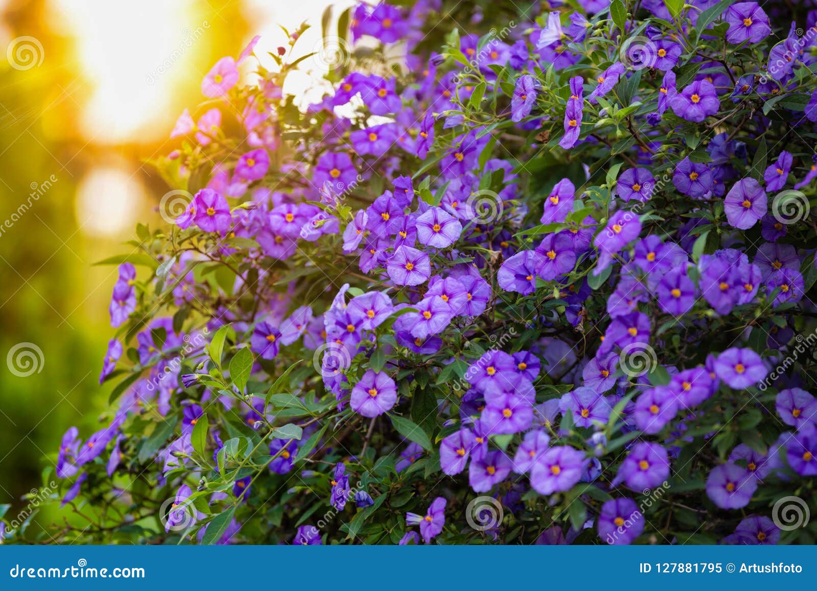 Blühende Baum Blaue Kartoffel Bush Stockbild Bild von karte