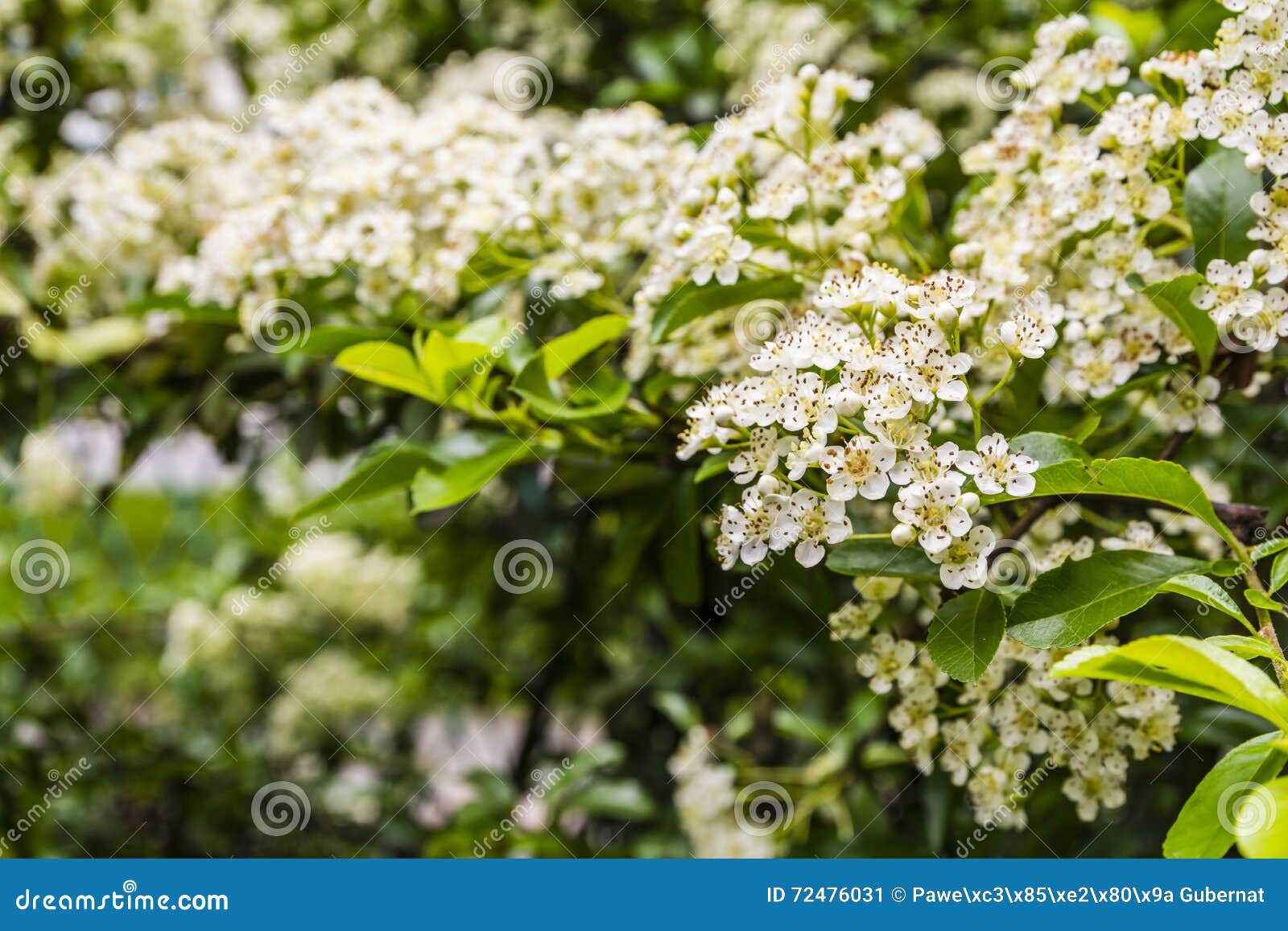 Blühende Hecke der Blumen - Pyracantha coccinea (Scharlachrot firethorn)