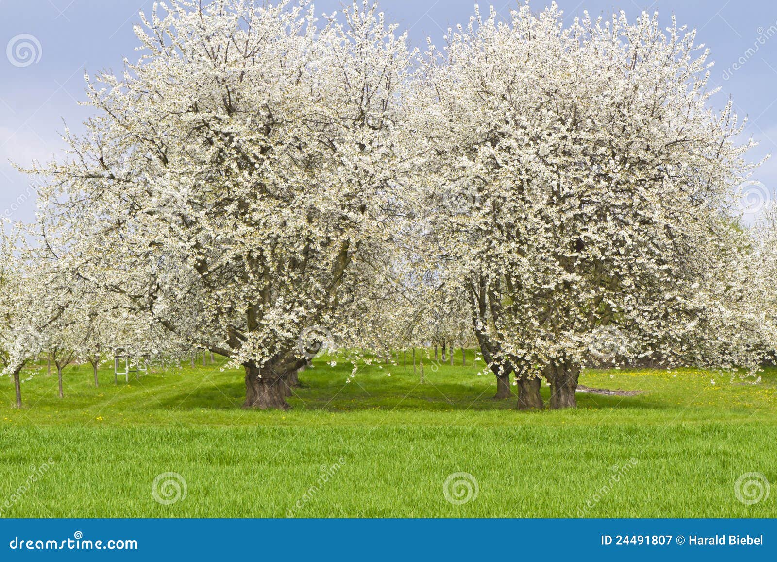 Blühende Kirschbäume Im Frühjahr Stockbild Bild von schön, kirsche