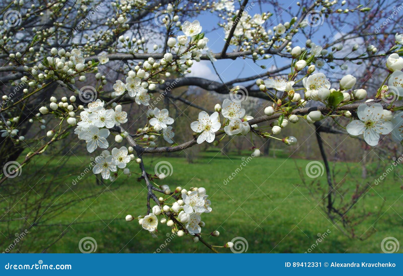 Blühender Apfelbaumzweig. Blühender Apfelbaumast mit weißen Blumen