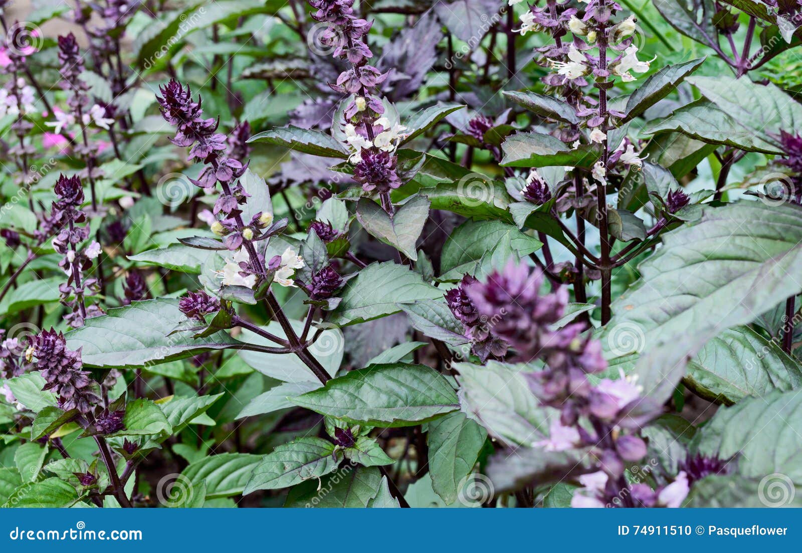 Blühender Basilikum Auf Einem Bett Stockfoto Bild von garten