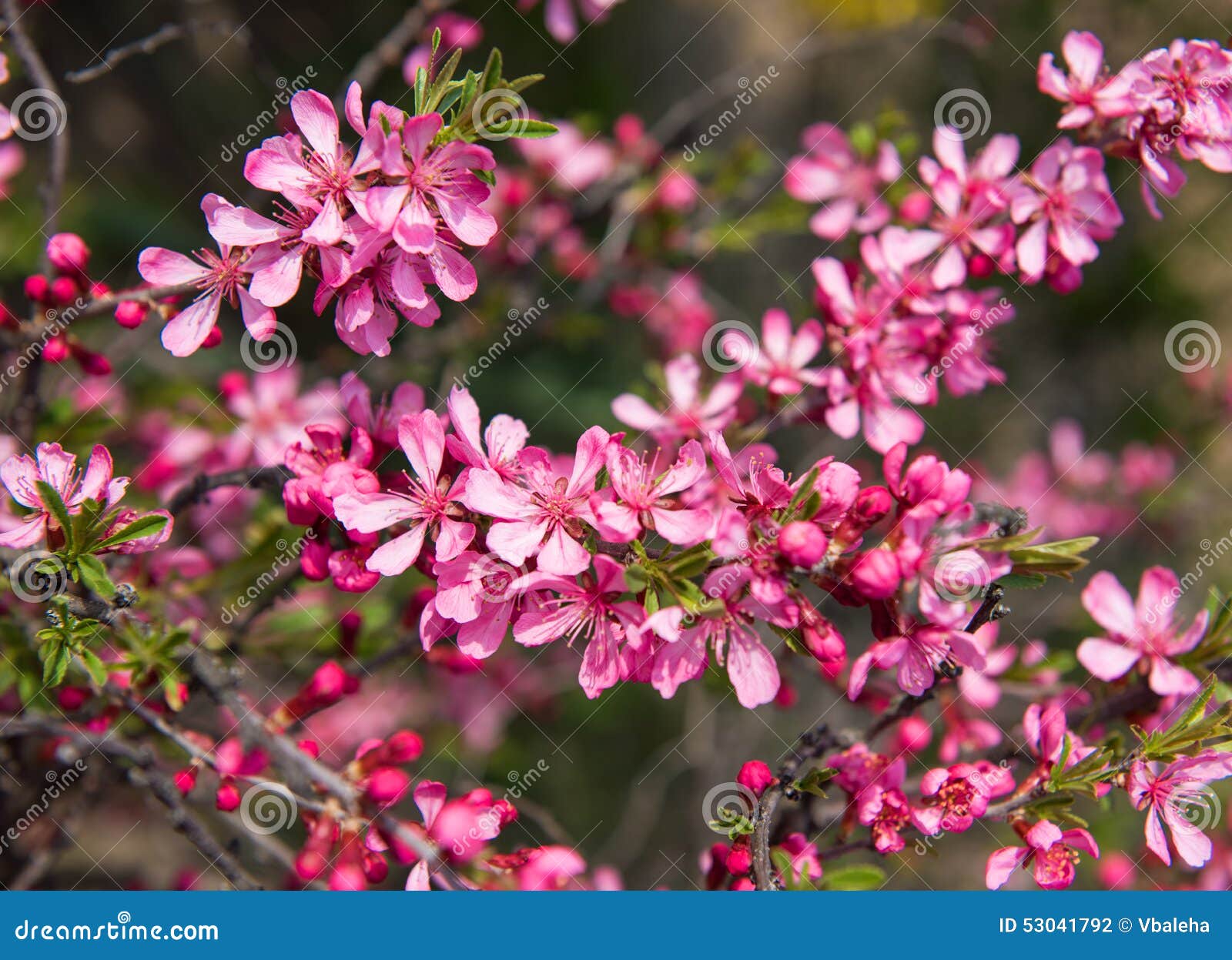 Blühender Baum Mit Rosa Blumen Im Frühjahr Stockfoto Bild von frech