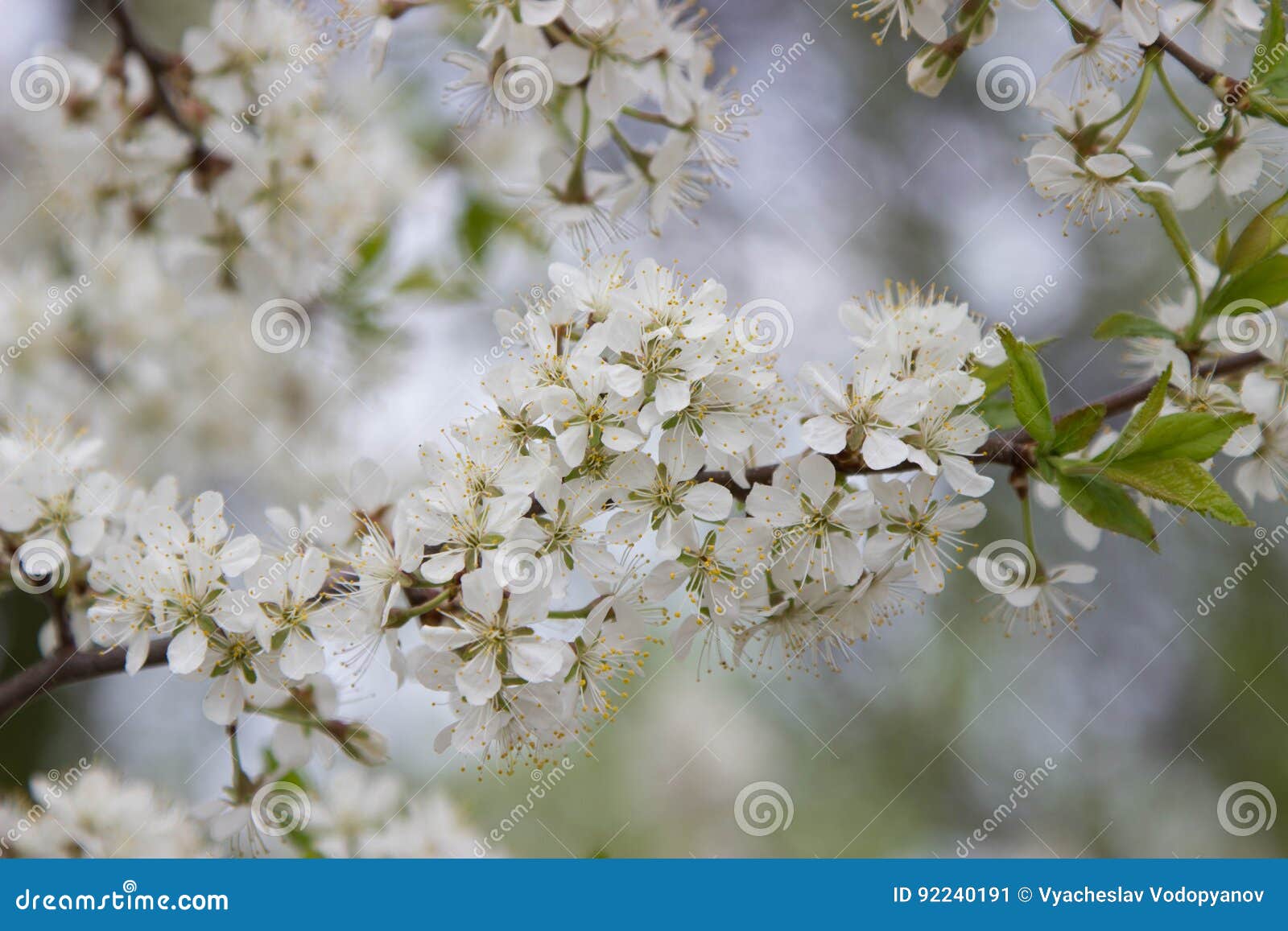 Blühender Birnenbaum Weiße Blumen auf Baumast