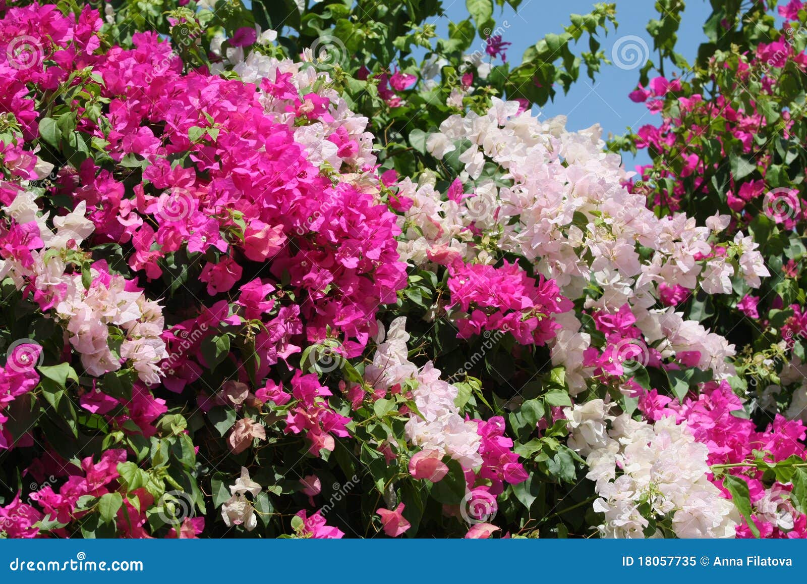 Blühender Busch stockbild. Bild von busch, grün, blumen 18057735