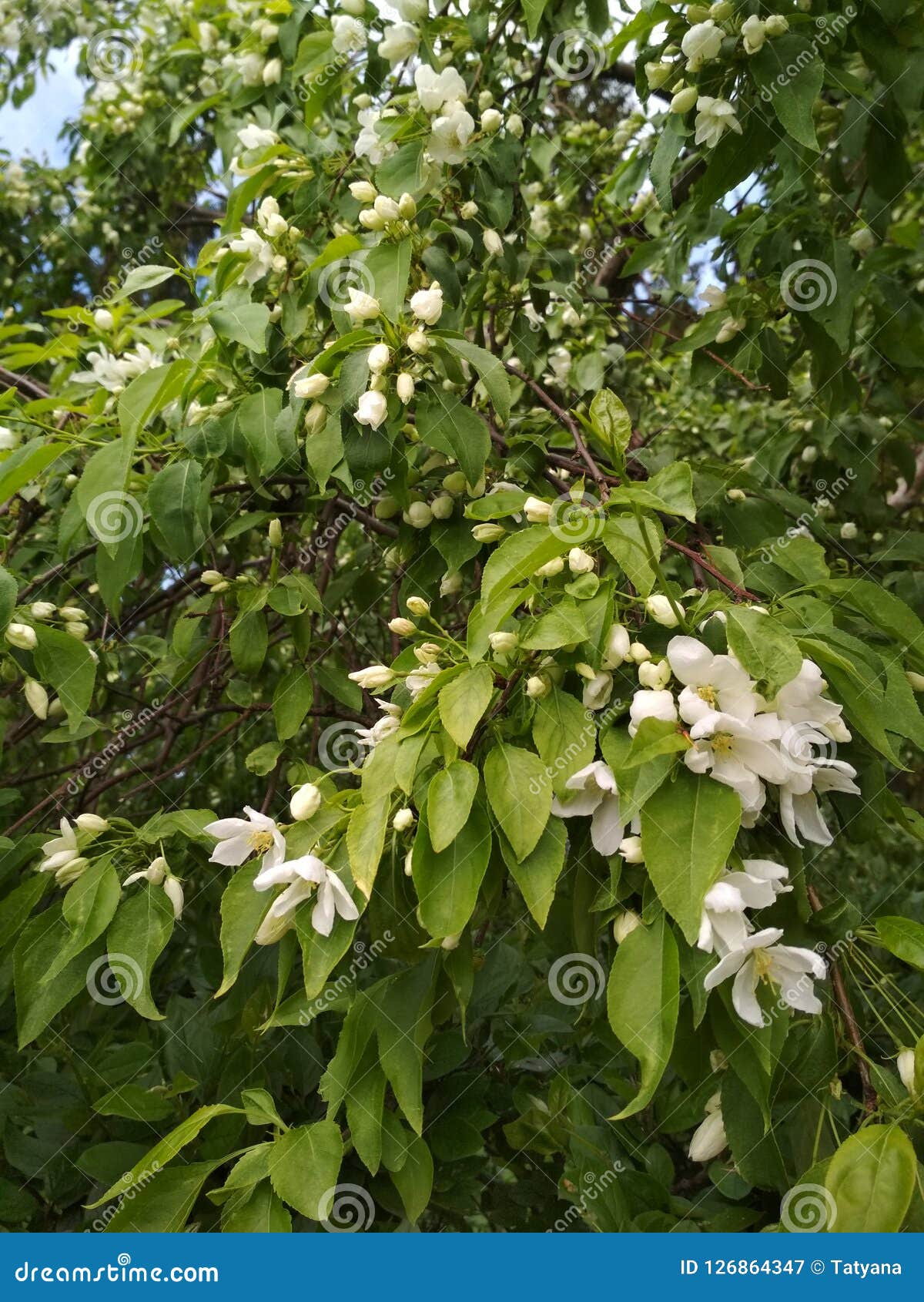 Blumen, Bäume, Blüte, Frühling, weiß