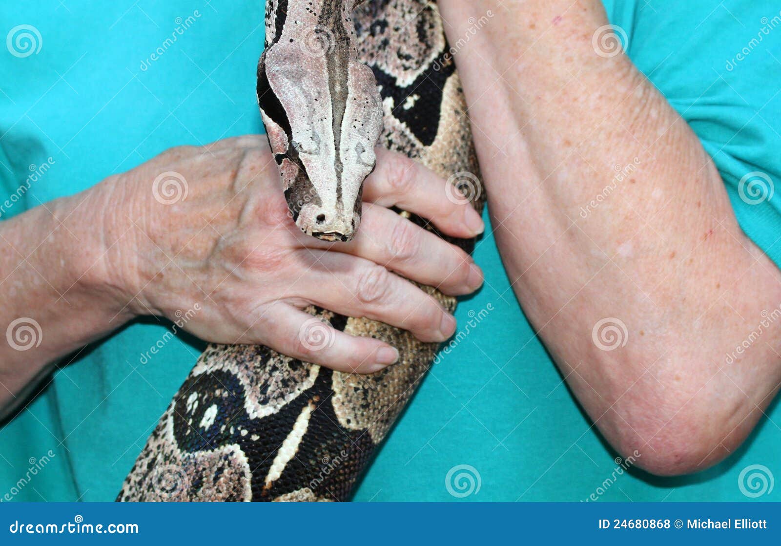 Boa stock photo. Image of striped, constrict, holding 24680868