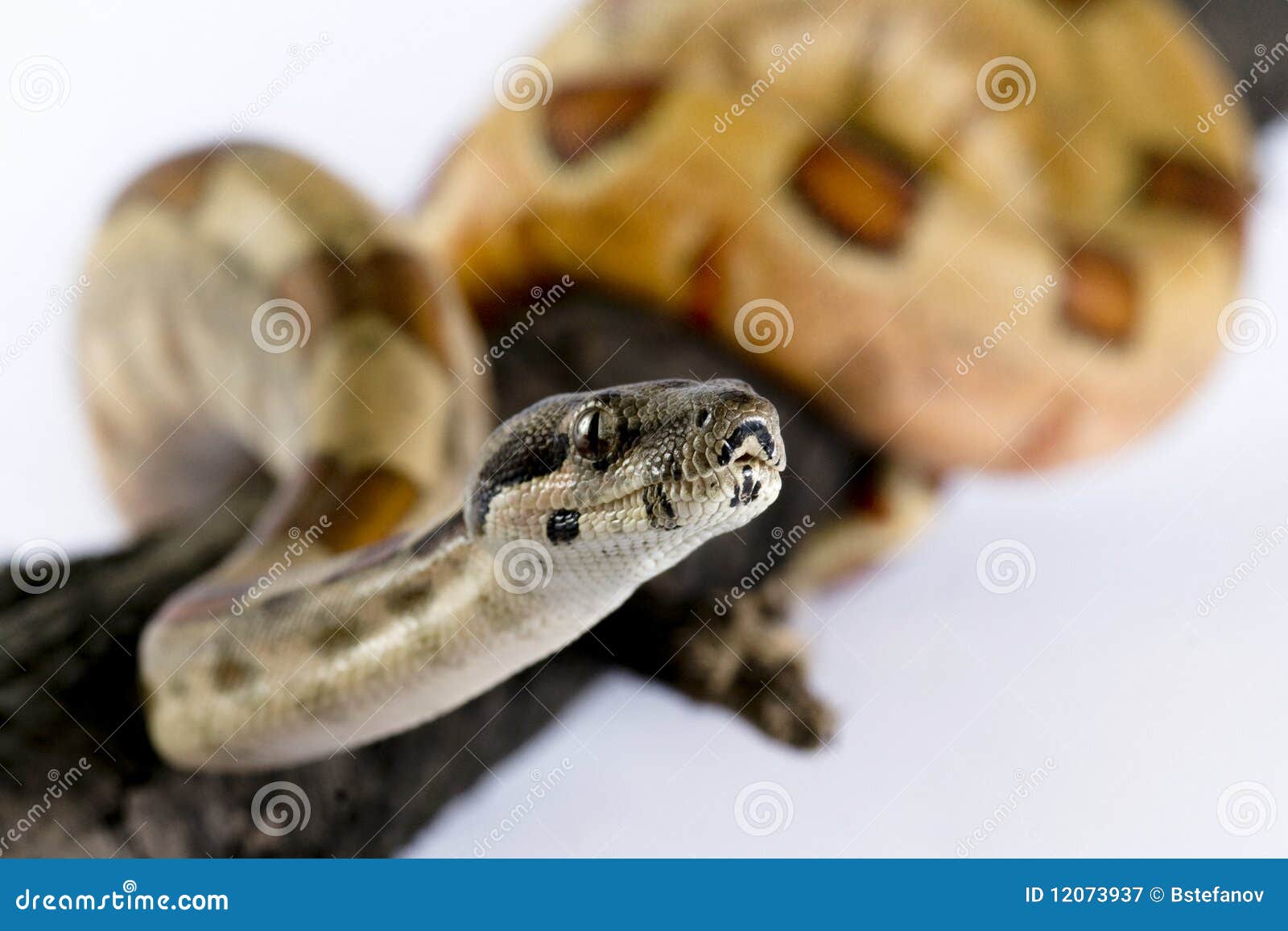 boa constrictor pet info boa constrictor pet info