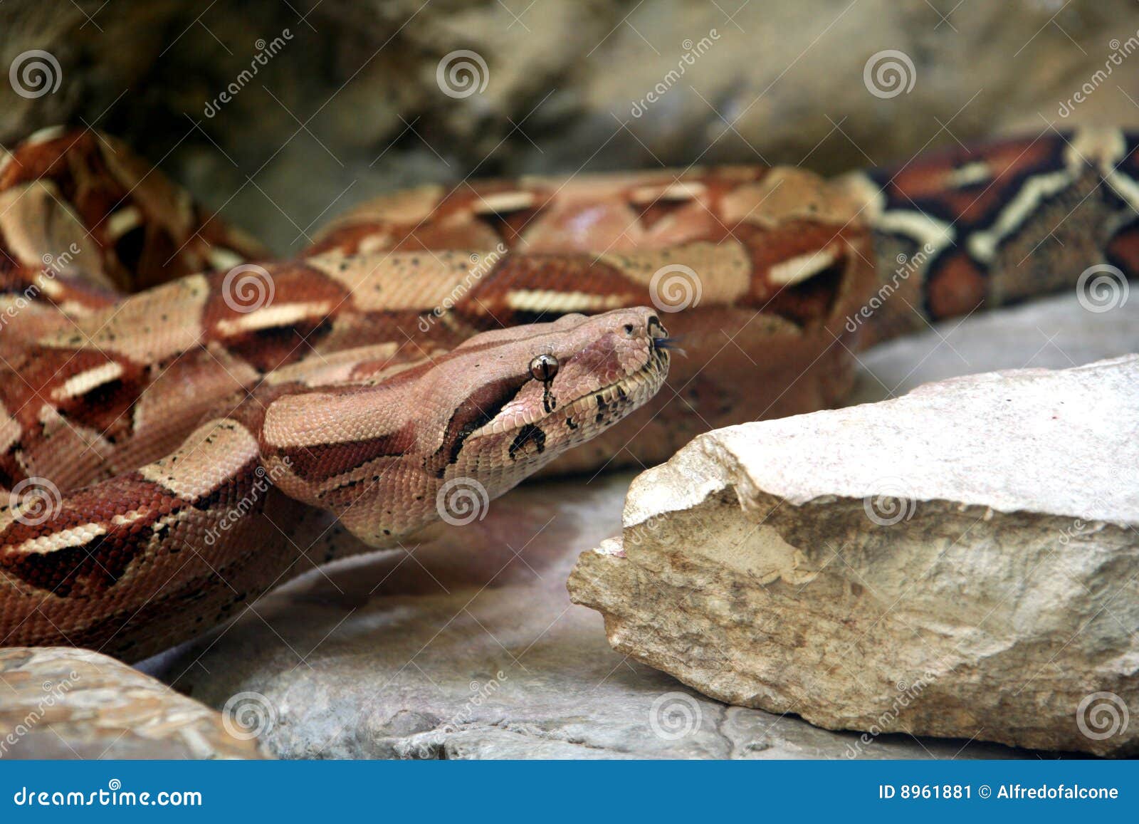common boa constrictor species common boa constrictor species