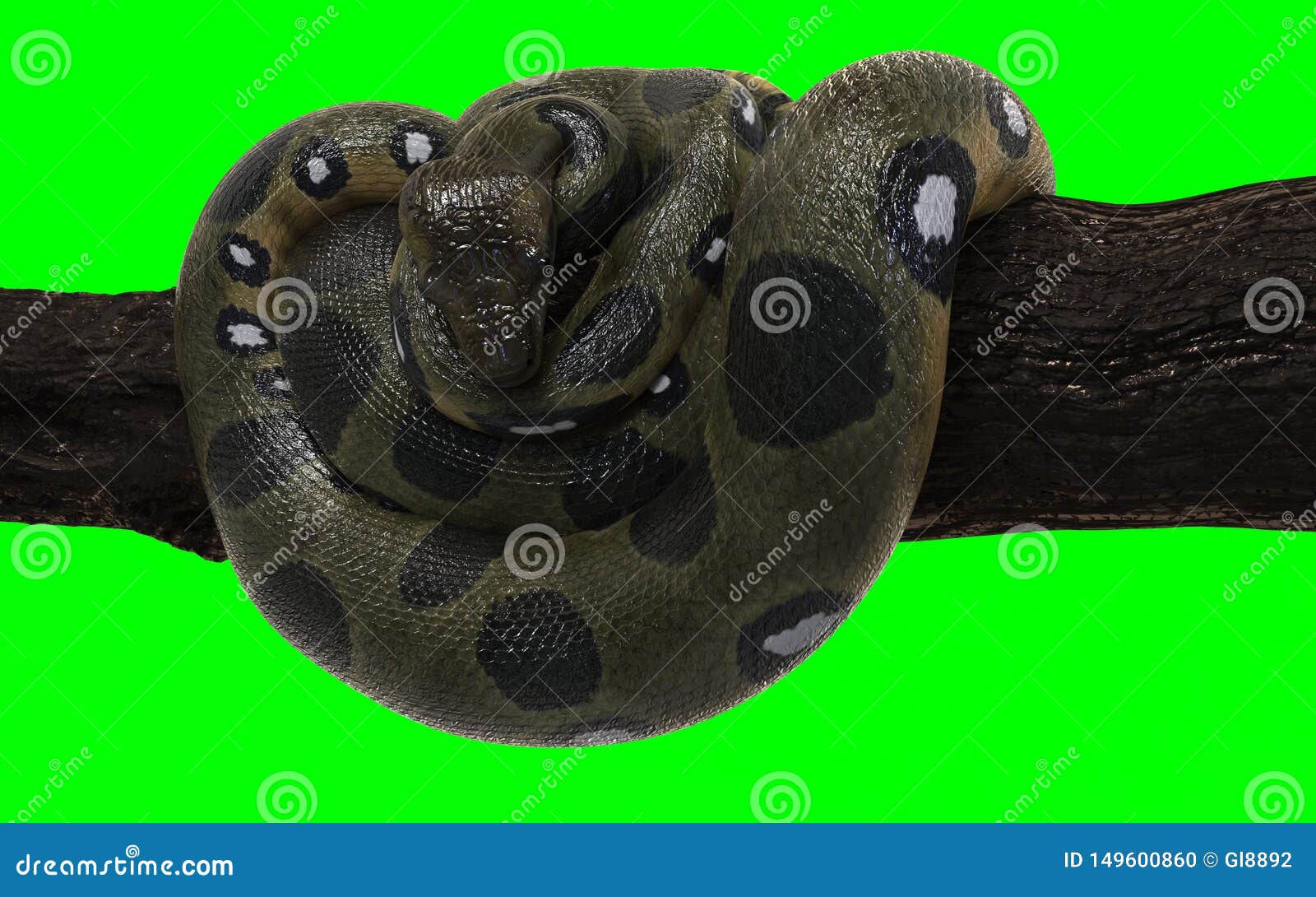 Boa Constrictor With Clipping Path Green Anaconda Stock Photo
