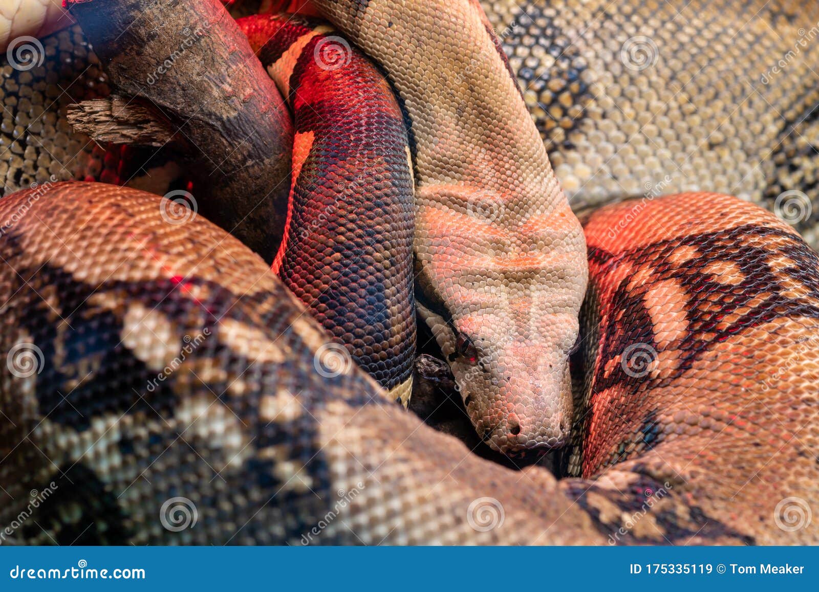Boa constrictor stock image. Image of sleeping, reptile - 175335119