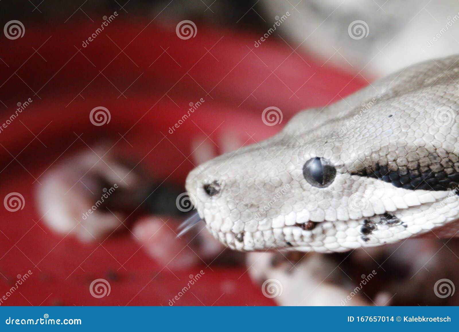 common boa constrictor common boa constrictor