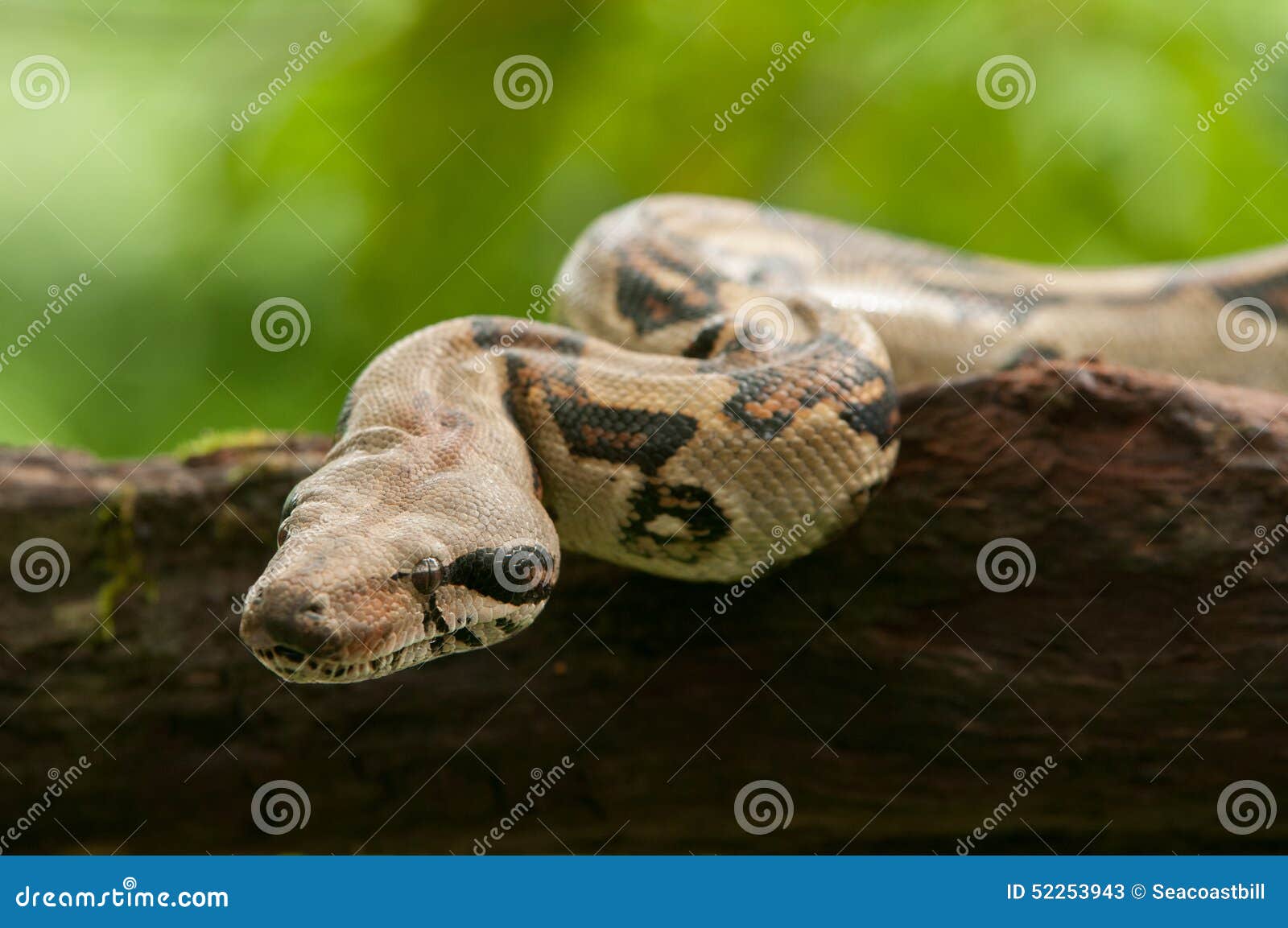 common boa constrictor anatomy common boa constrictor anatomy