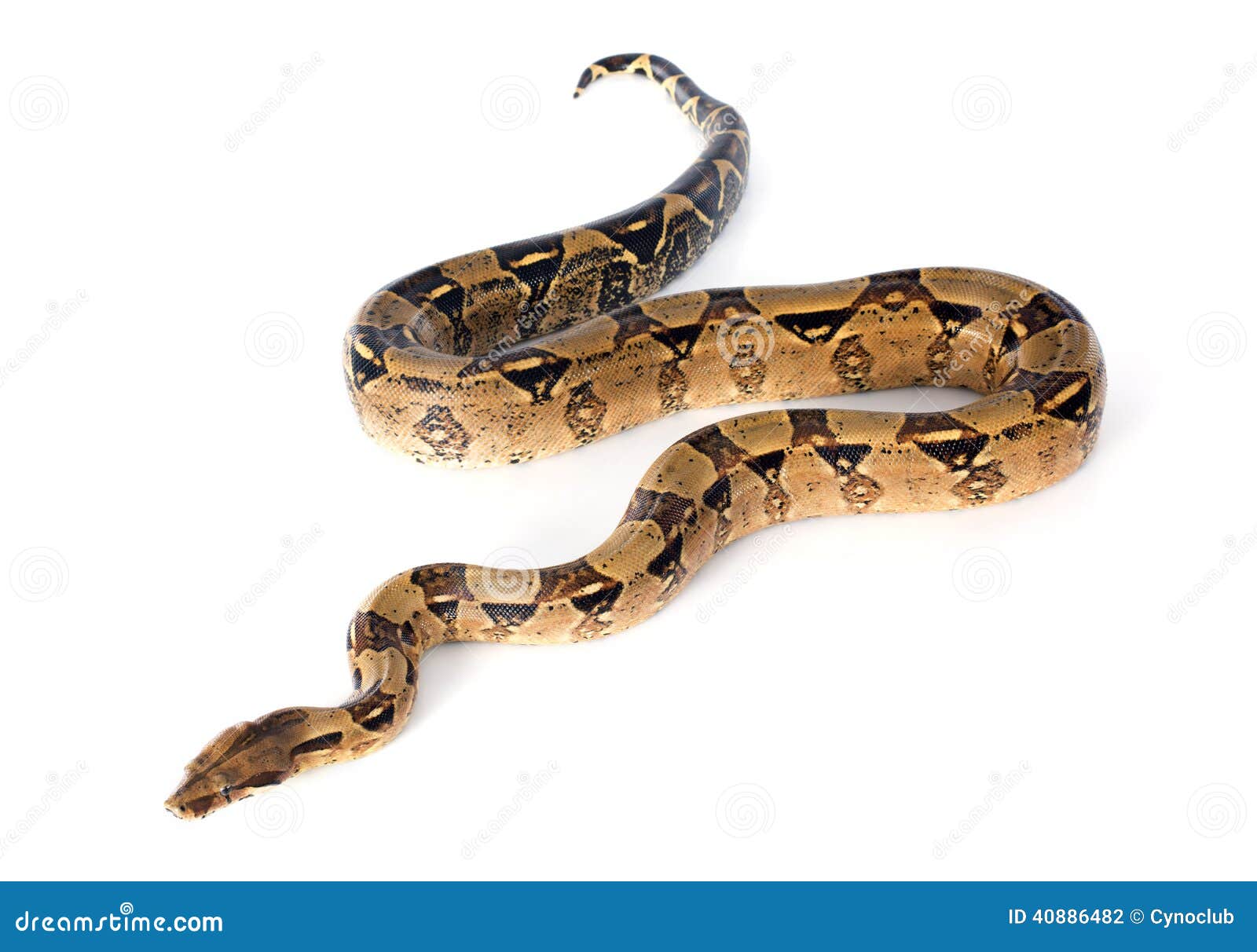 all white boa constrictor all white boa constrictor