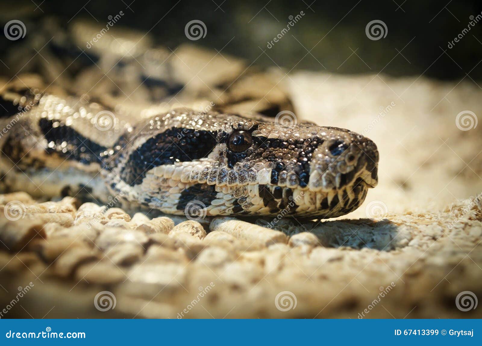 boa constrictor face boa constrictor face