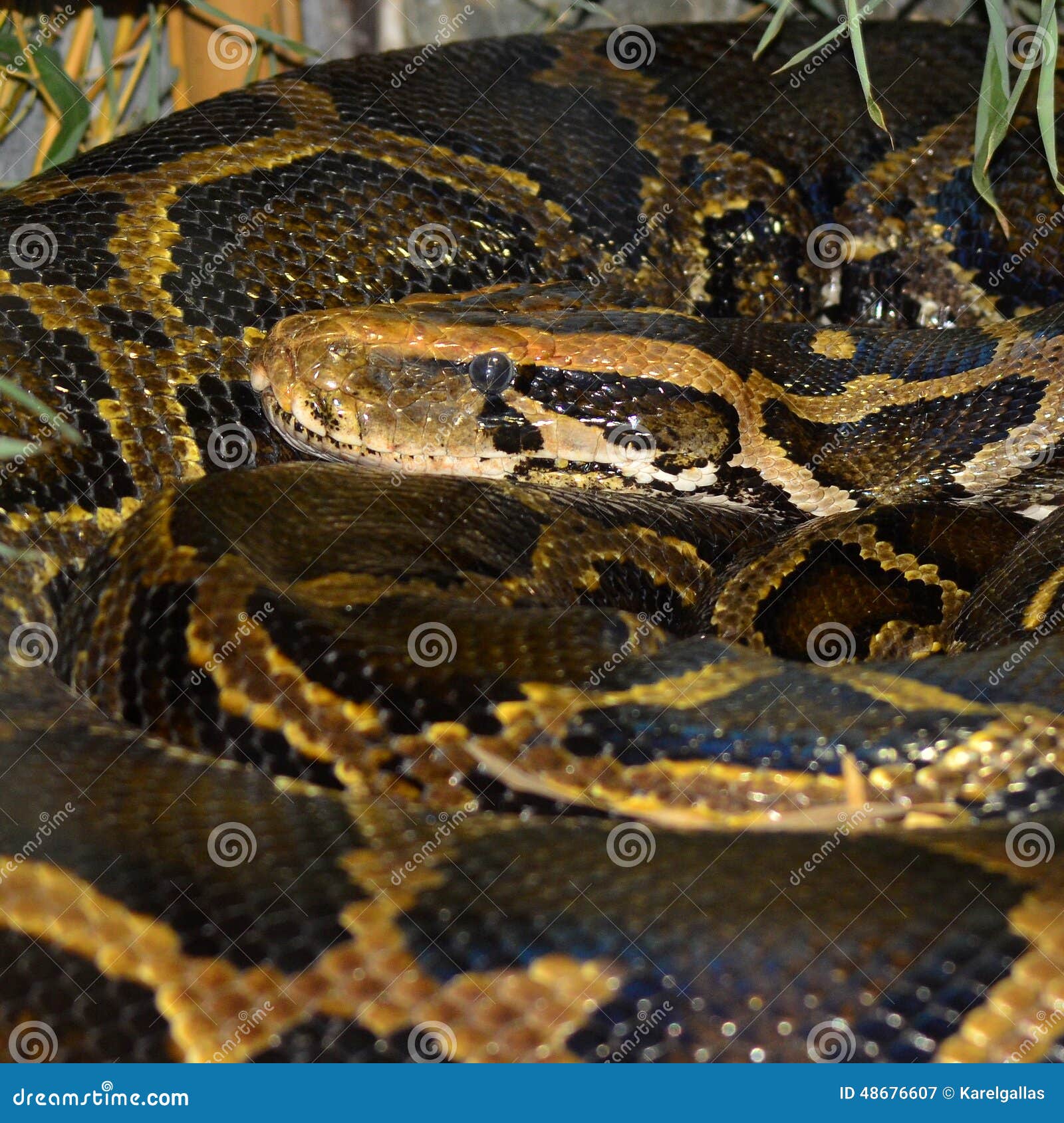 boa constrictor snake types boa constrictor snake types