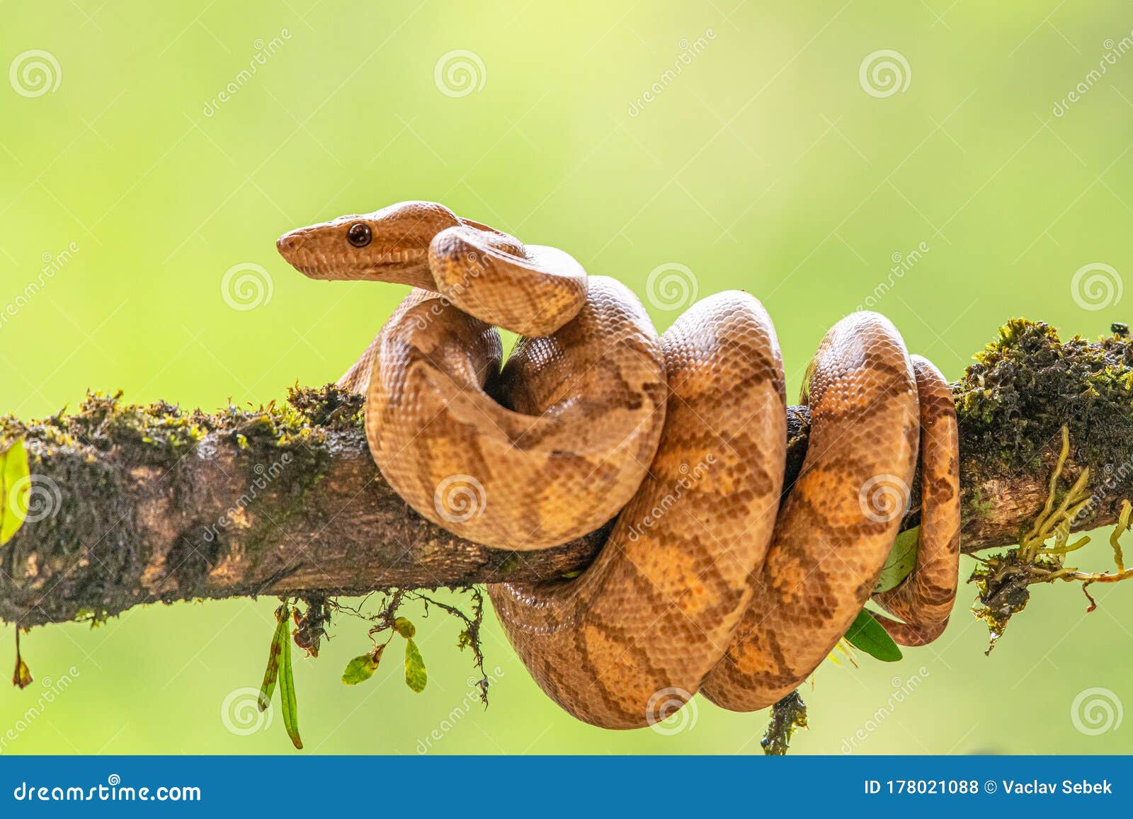 boa corallus annulatus. parque nacional volcan arenal