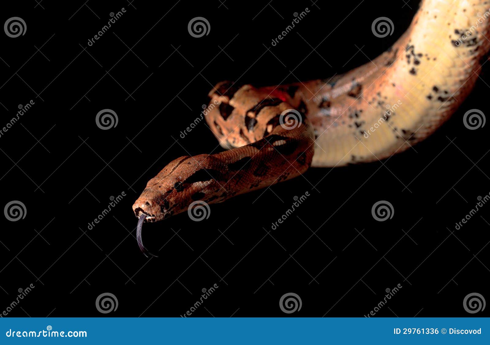 Boa Head With His Tongue Hanging Stock Photo - Image of tongue, constrictor: 29761336