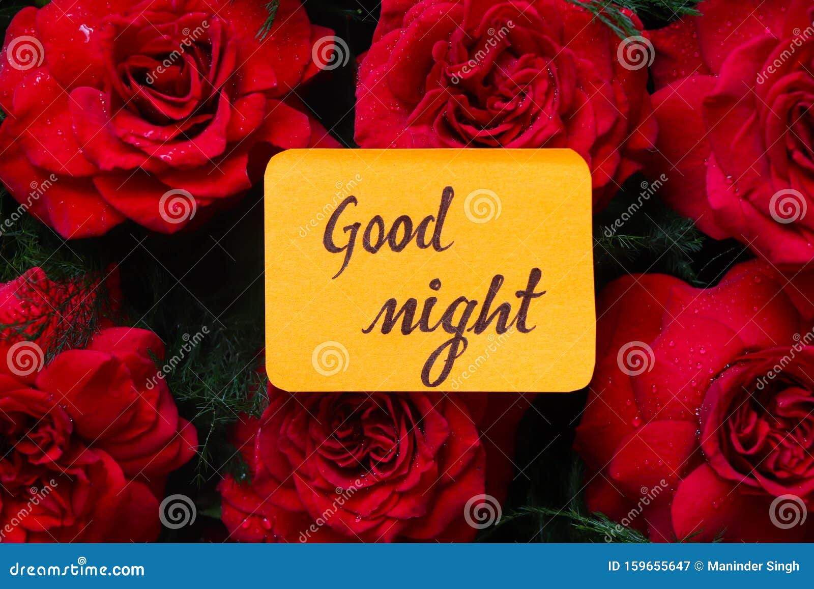 Boa Noite Com Rosas Vermelhas Imagem de Stock - Imagem de acidente, texto:  159655647