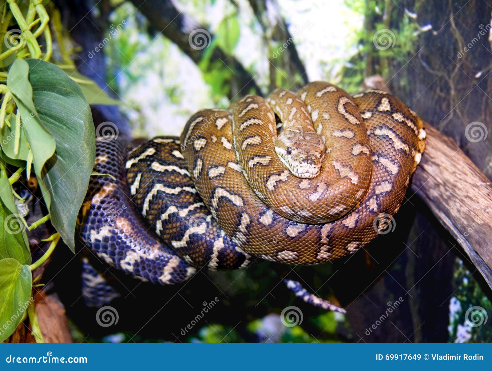 boa python snake vertebrate scaly tropics