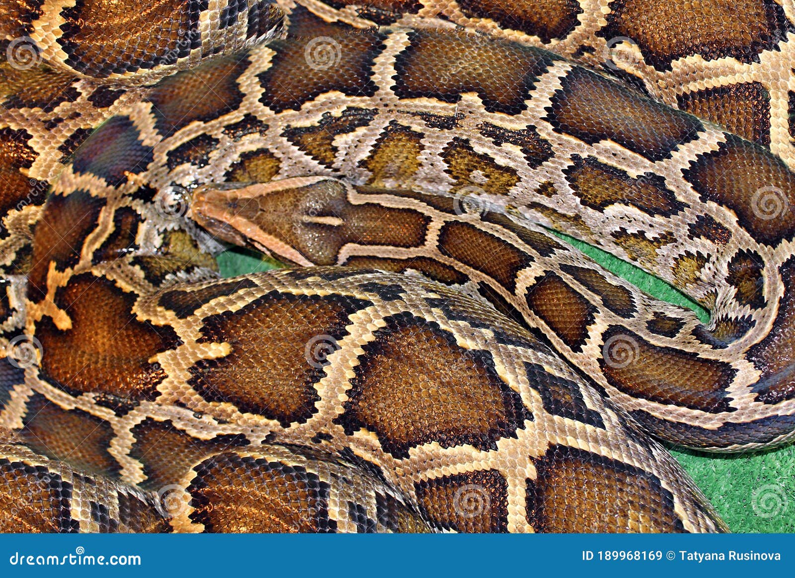 how to tell boa vs python how to tell boa vs python