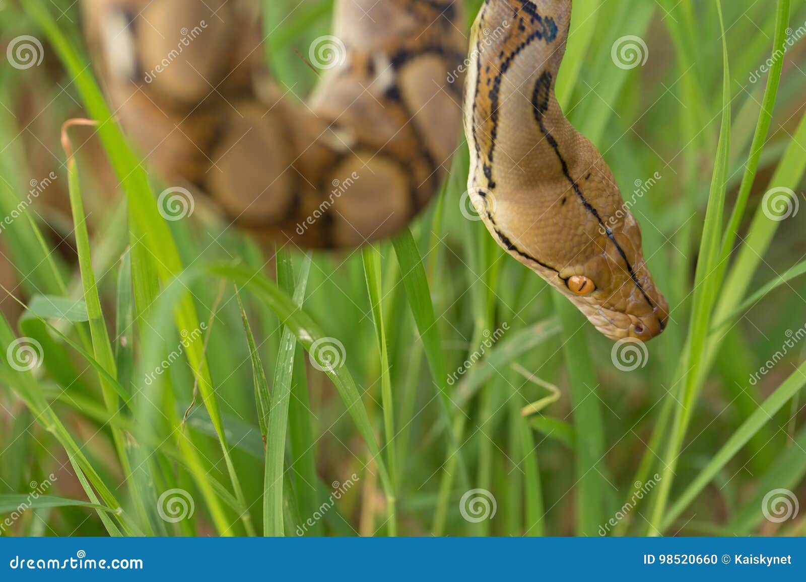 Boa Snake in the Grass, Boa Constrictor Snake on Tree Branch Stock