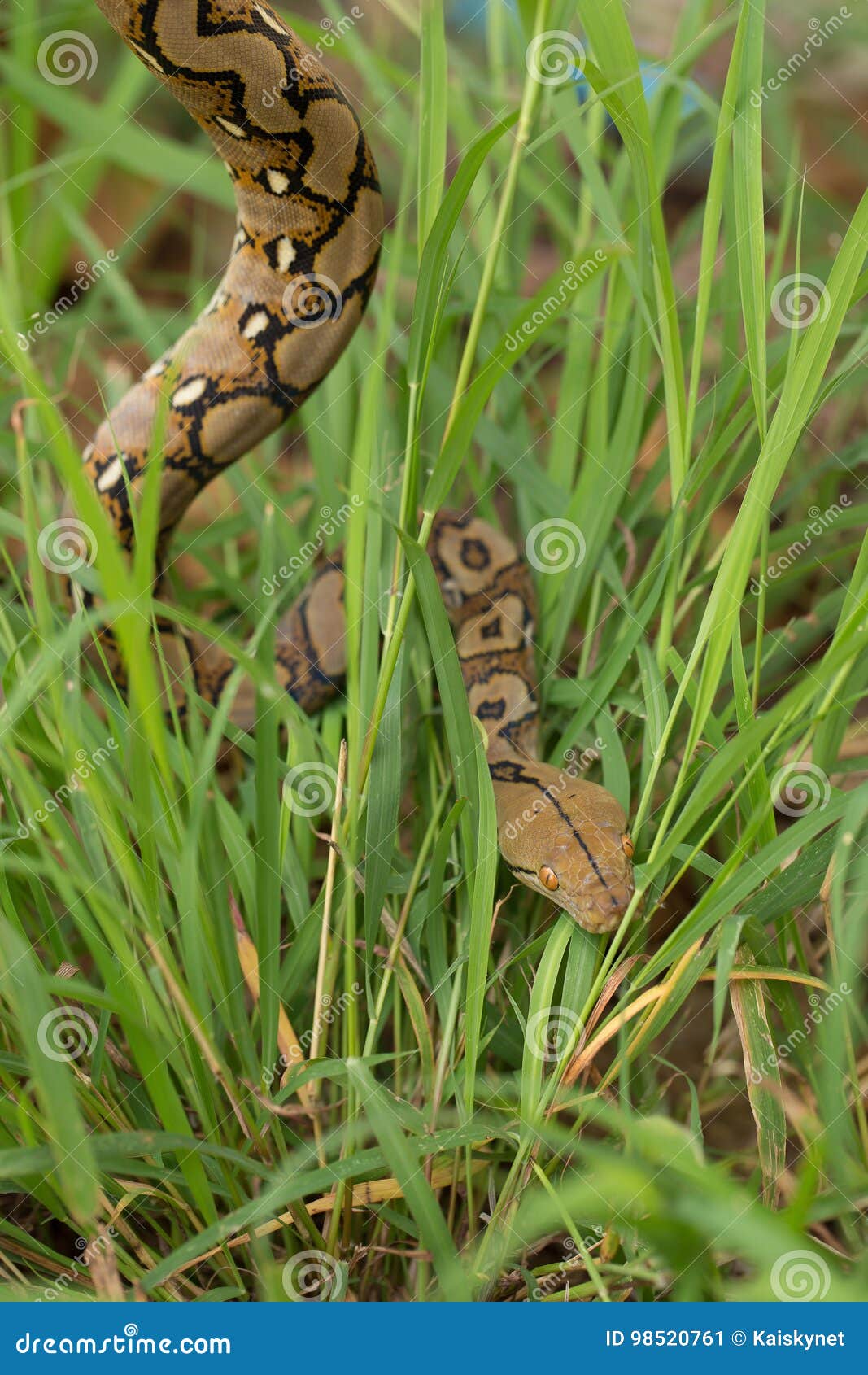 Boa Snake in the Grass, Boa Constrictor Snake on Tree Branch Stock
