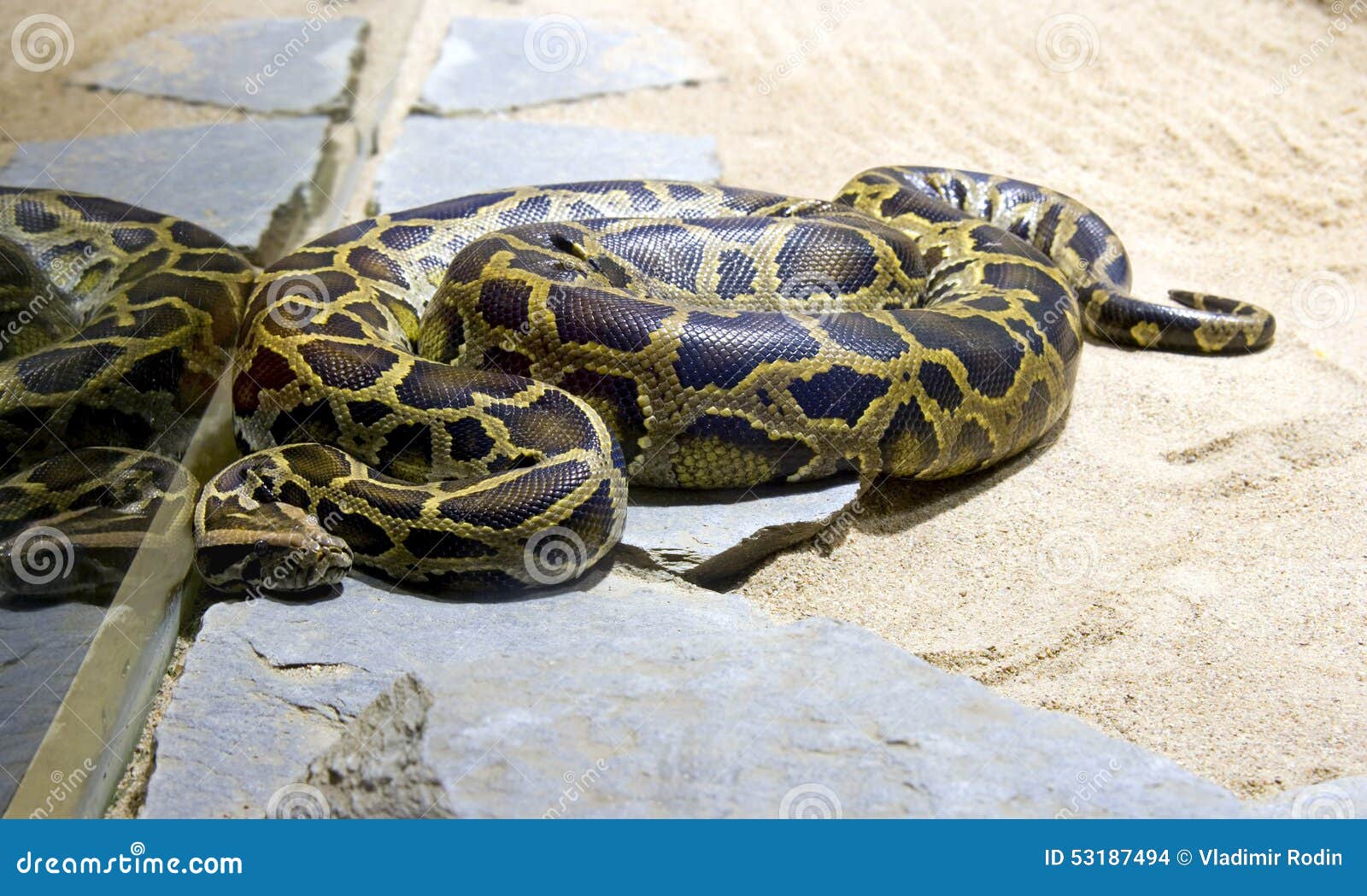boa snake python vertebrate scales terrarium