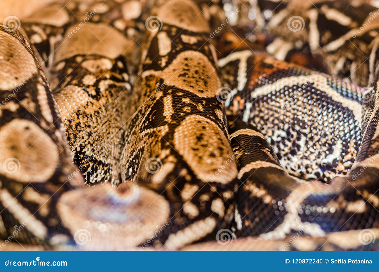 Boa Snake Skin Abstract Textured Pattern Spoted Stock Photo - Image of