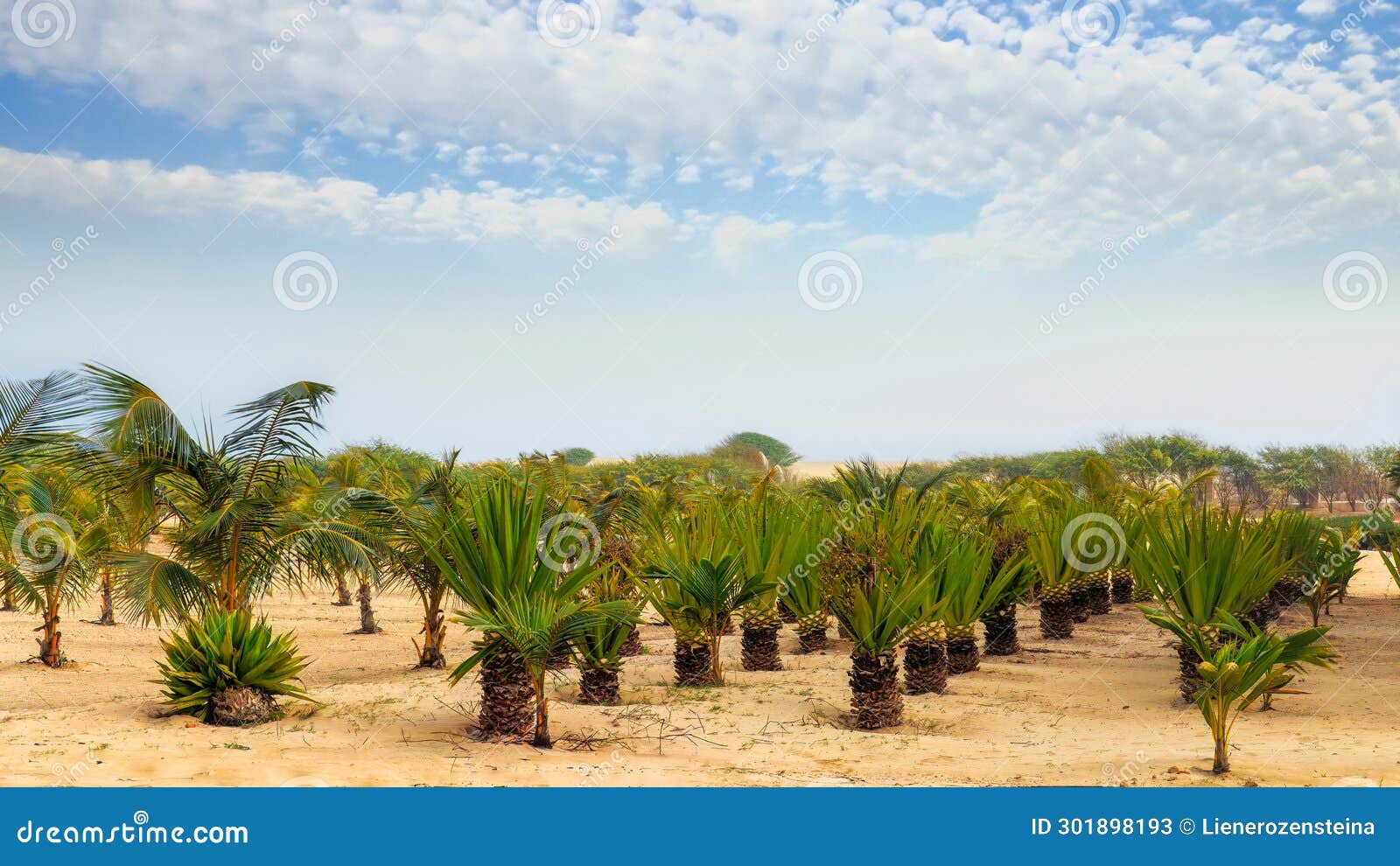 boa vista cape verde - palm trees in desert landscape