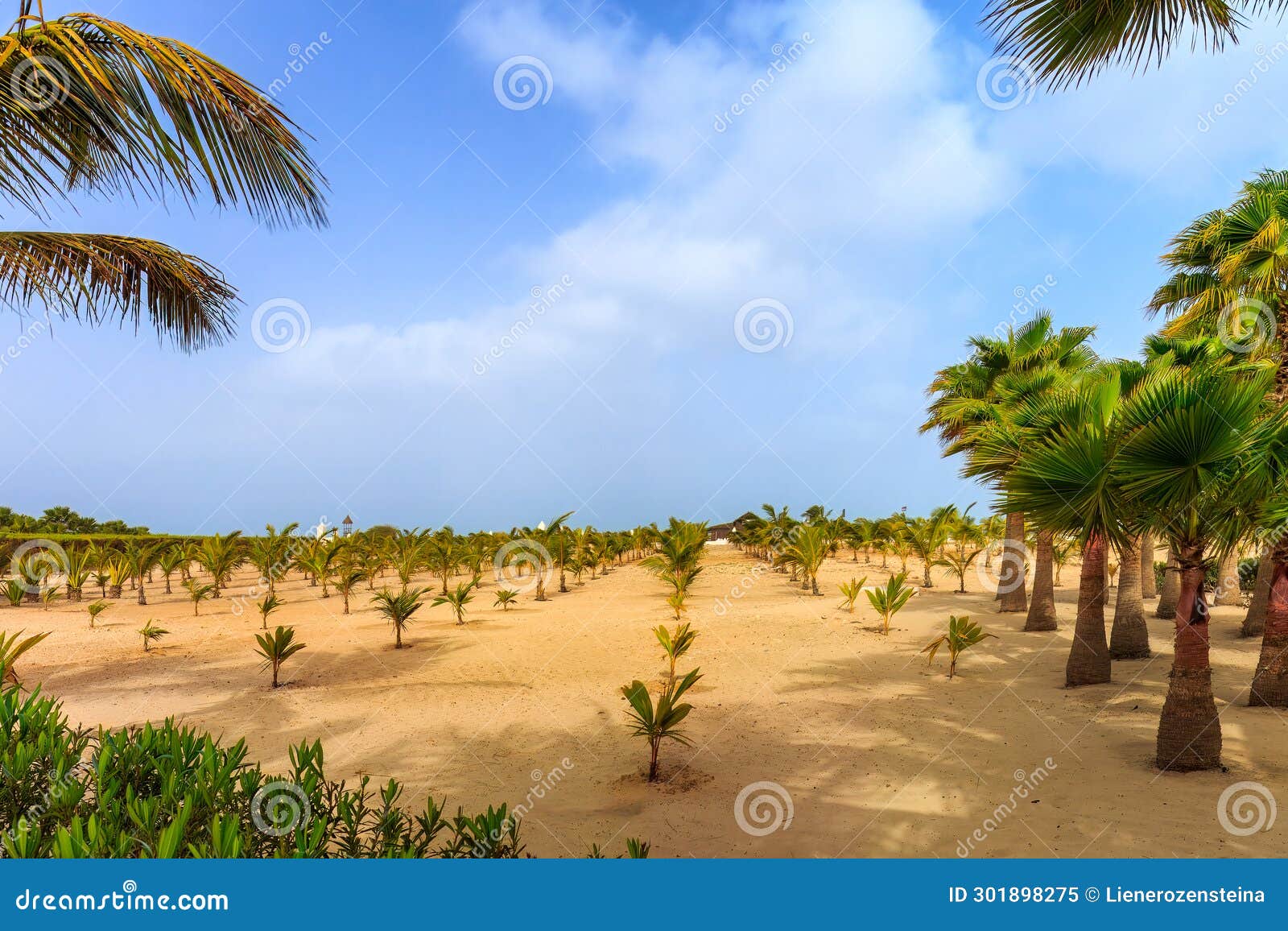 boa vista cape verde - palm trees in desert landscape