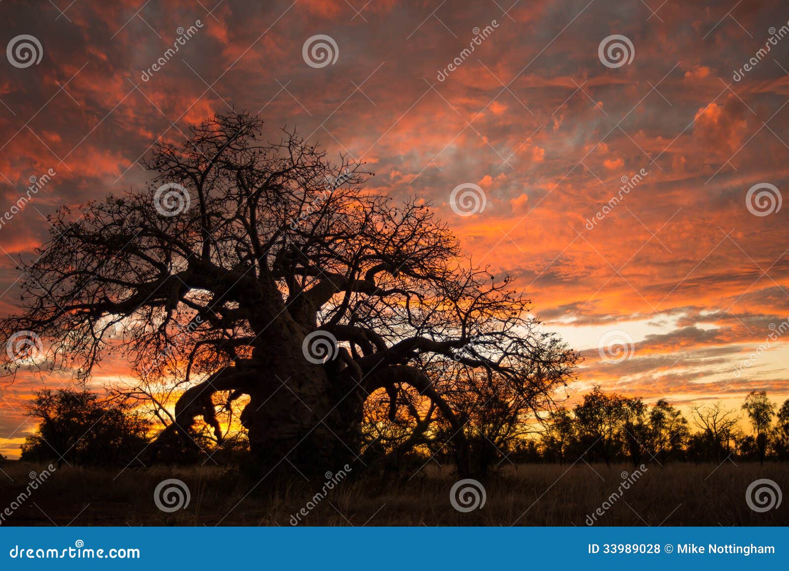 Boab zmierzch. Boab (baobab) drzewny sylwetkowy przy zmierzchem, Gibb Rzeczna droga, Kimberley, odludzie Australia