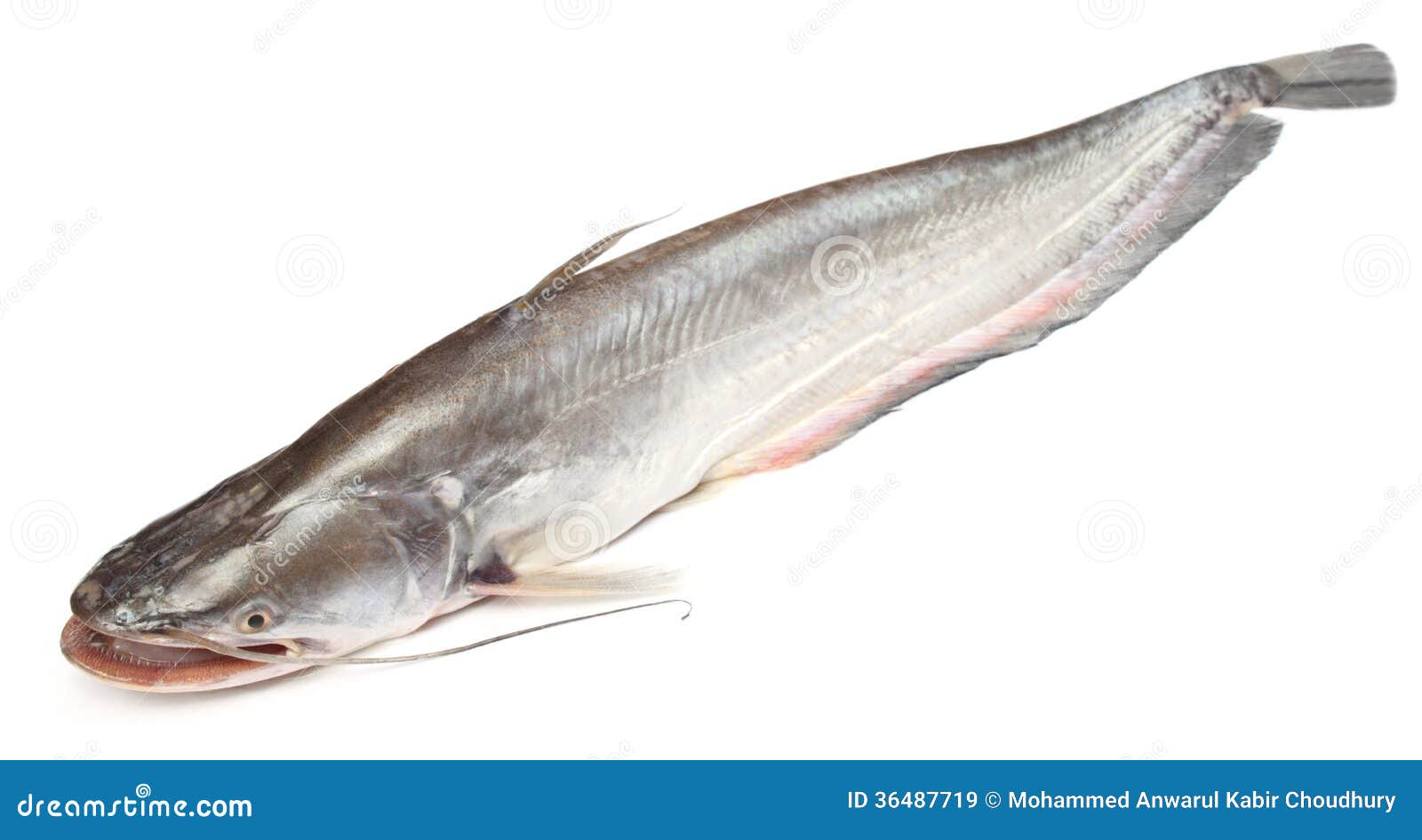 boal fishes over white background