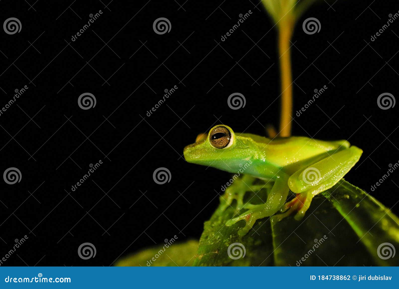 boana rufitelus red webbed treefrog rainforest jungle
