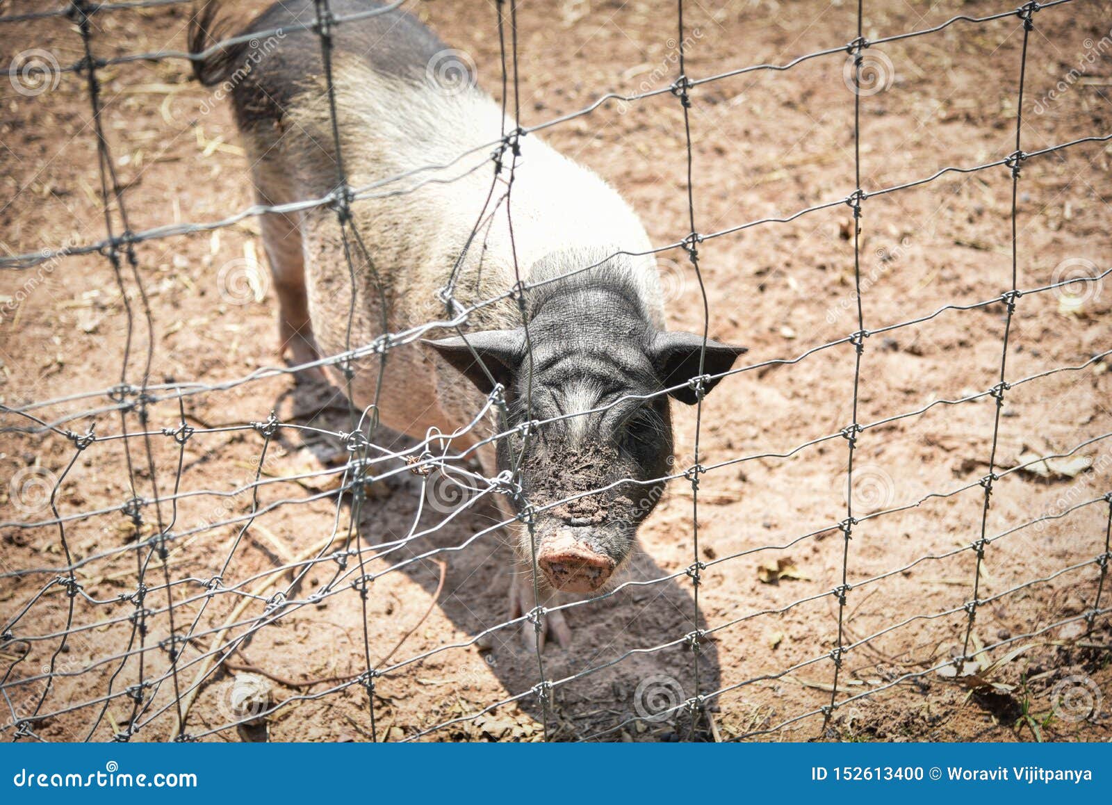 Boar in the cage stock photo. Image of black, baby, dangerous 152613400