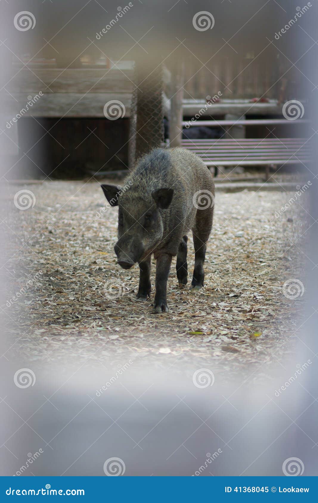 Boar in a cage stock image. Image of asian, pitiful, animal 41368045