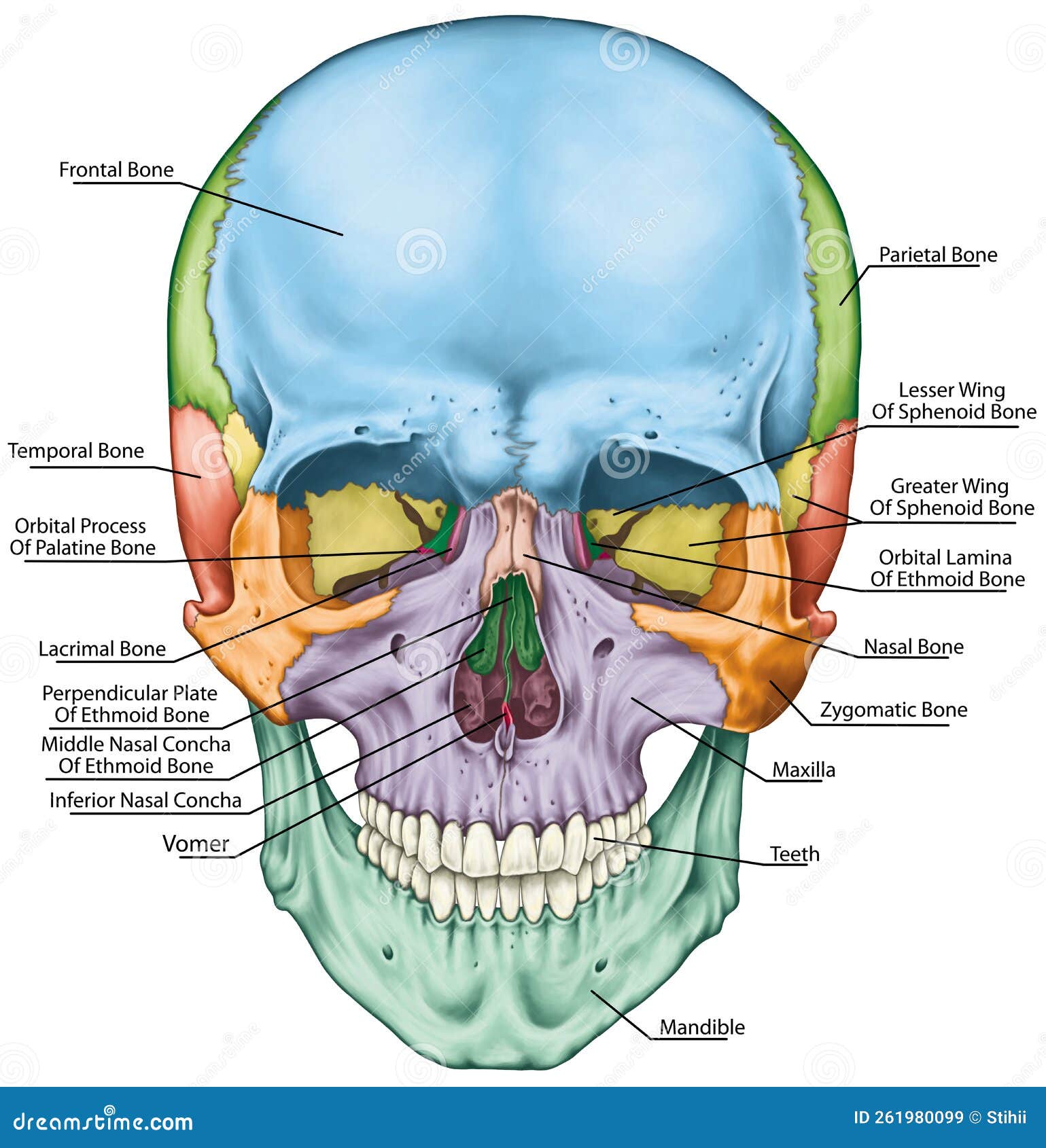 The skull bones anterior view