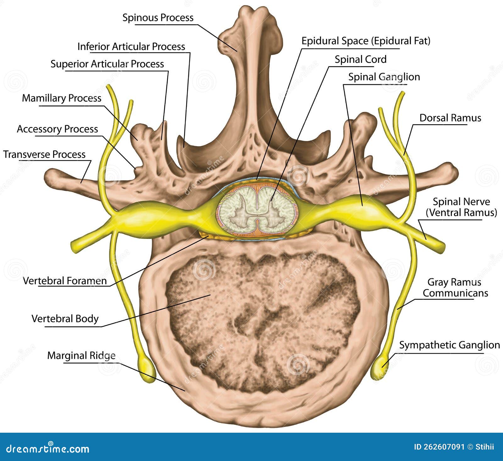 Nerve Root Anatomical Structure Labeled Cross Section Cartoon Vector CartoonDealer Com