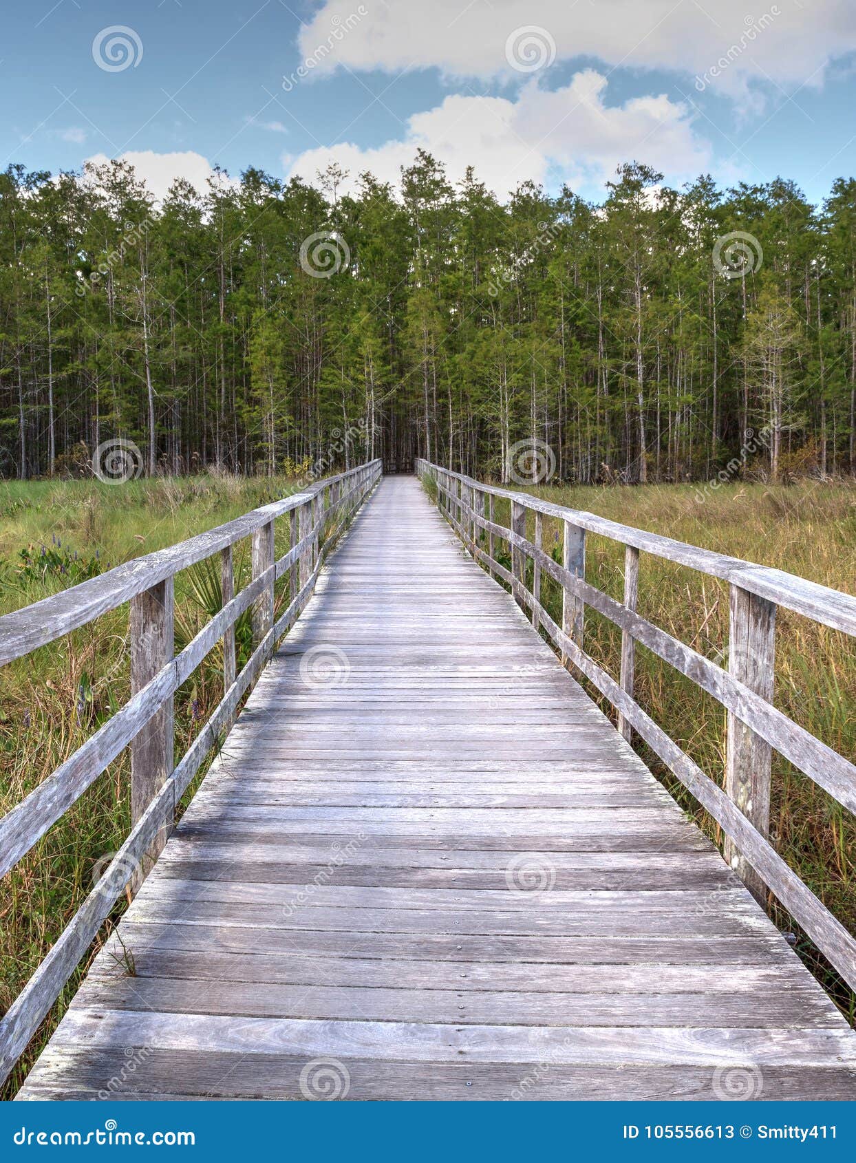 Boardwalk Path At Corkscrew Swamp Sanctuary In Naples Florida Stock