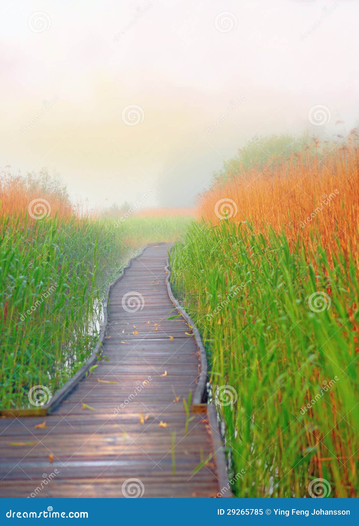 Boardwalk Path In Swamp Stock Image Image Of Wood Foggy 29265785