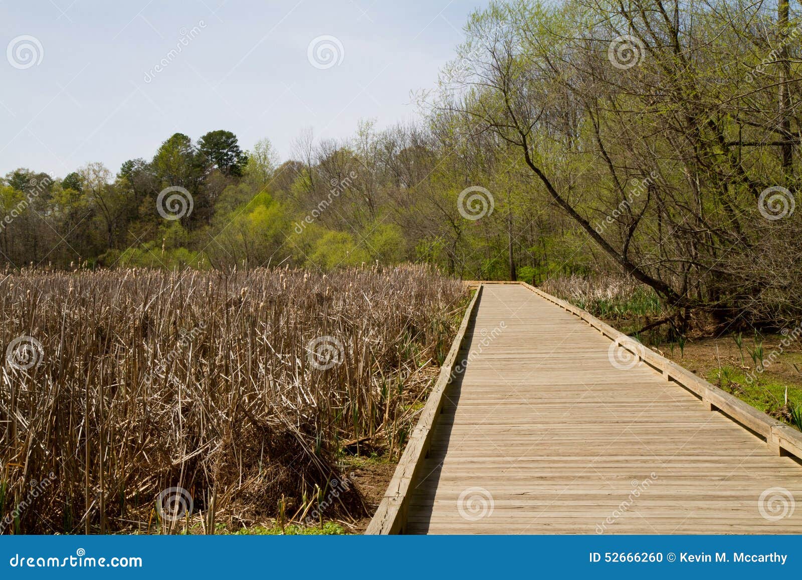 boardwalk spanning a wetland in spring