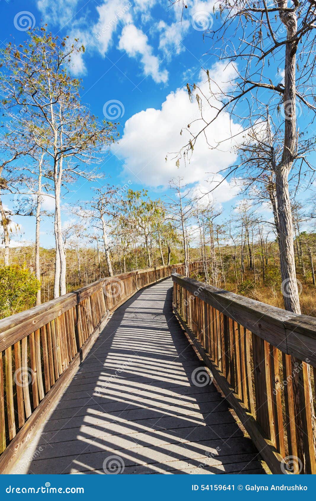 Boardwalk In Swamp Stock Image Image Of Destinations 54159641