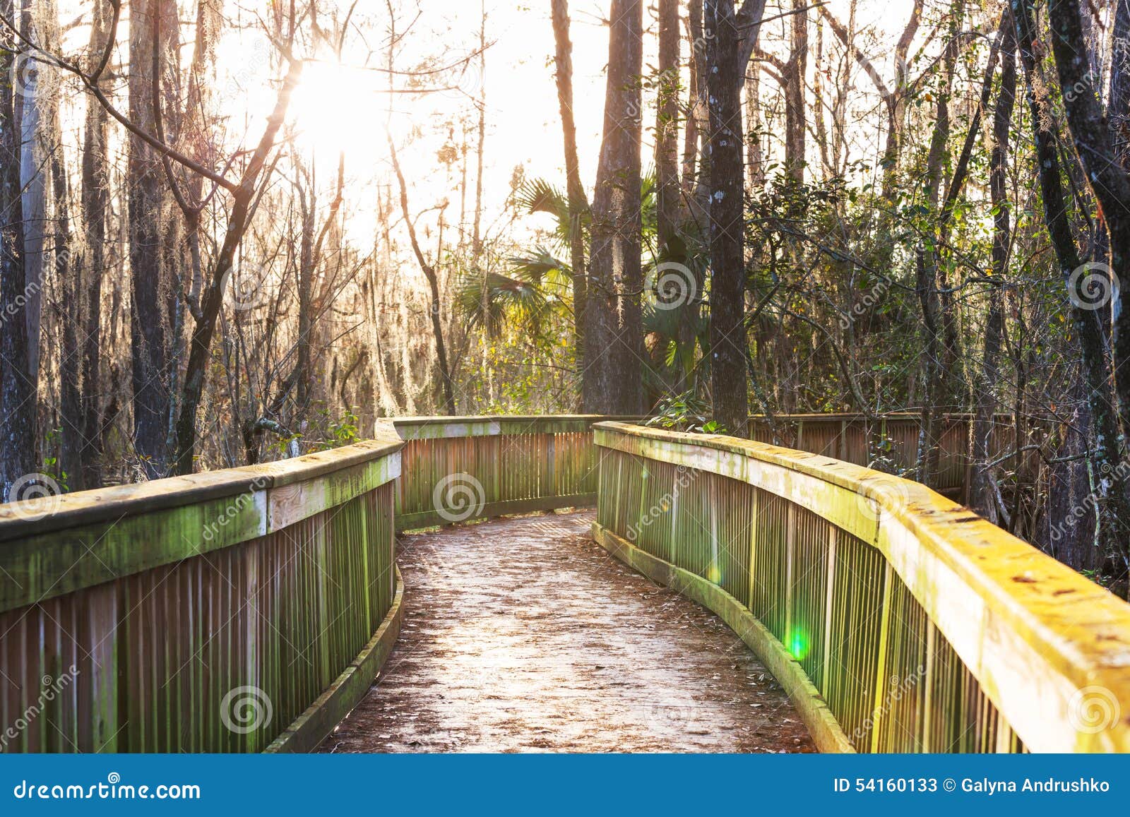Boardwalk In Swamp Stock Image Image Of Clear Environment 54160133