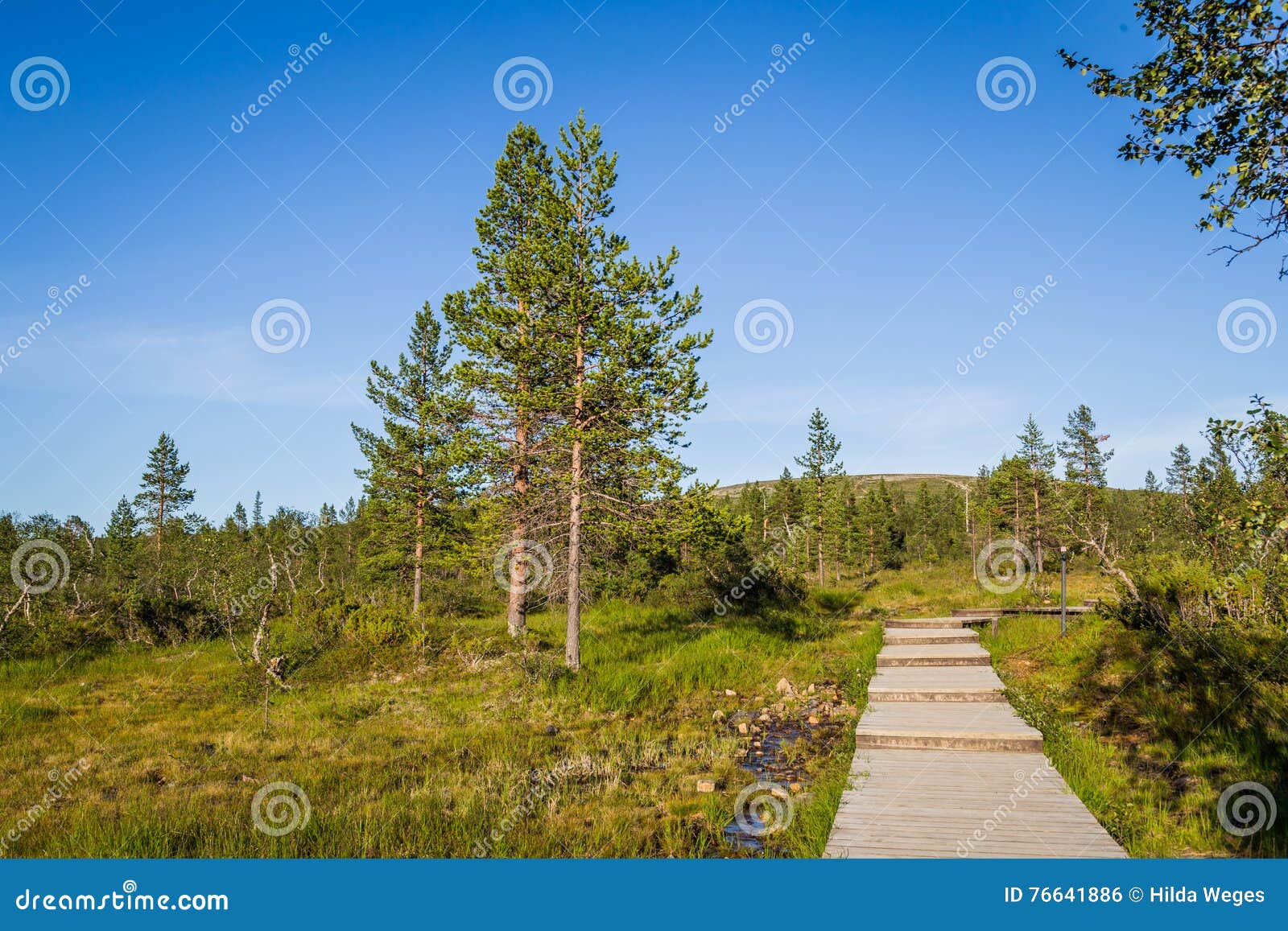 boardwalk in urho kekkonen national park in finland. it is one o