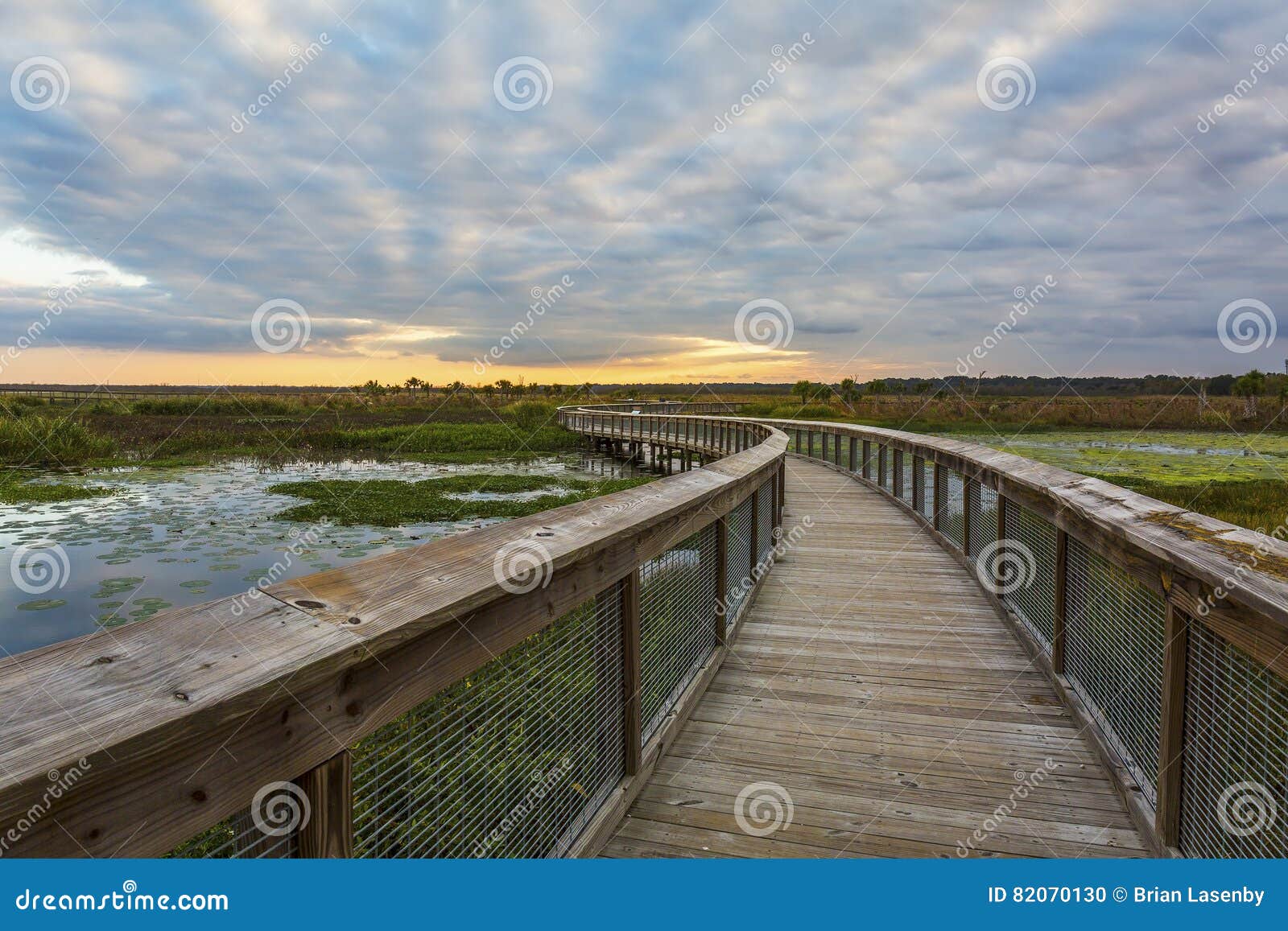 boardwalk through a wetland - gainesville, florida