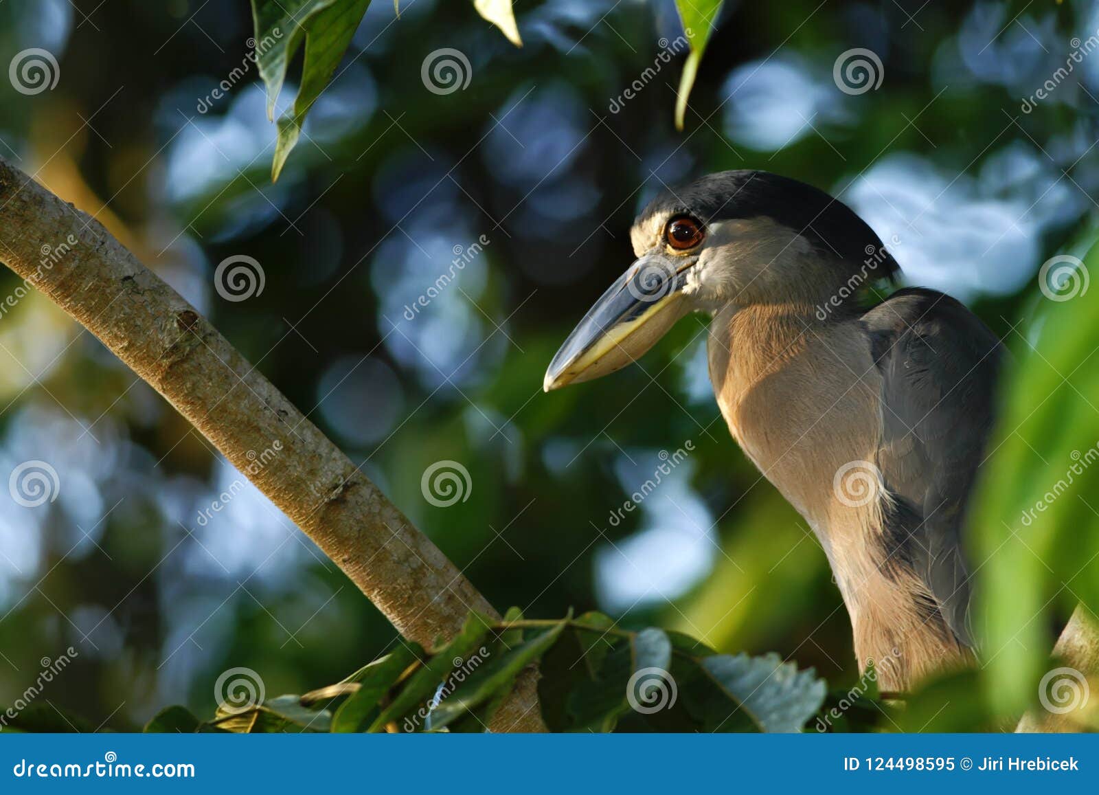 boat-billed heron - cochlearius cochlearius sitting on branch in its natural enviroment next to river, green leaves in background