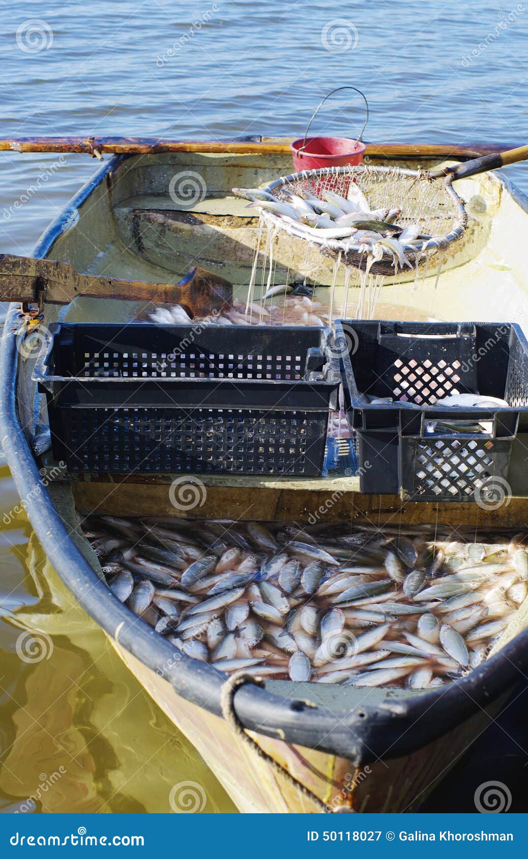 Boat with catch of fish coregonus. Unloading catch of fish coregonus from boat in container