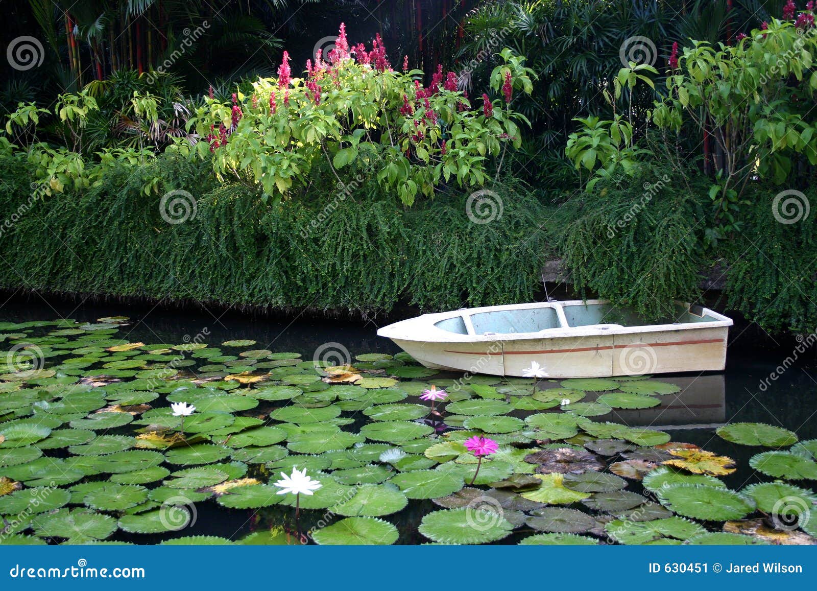 Boat among lilies stock image. Image of botany, flower 630451